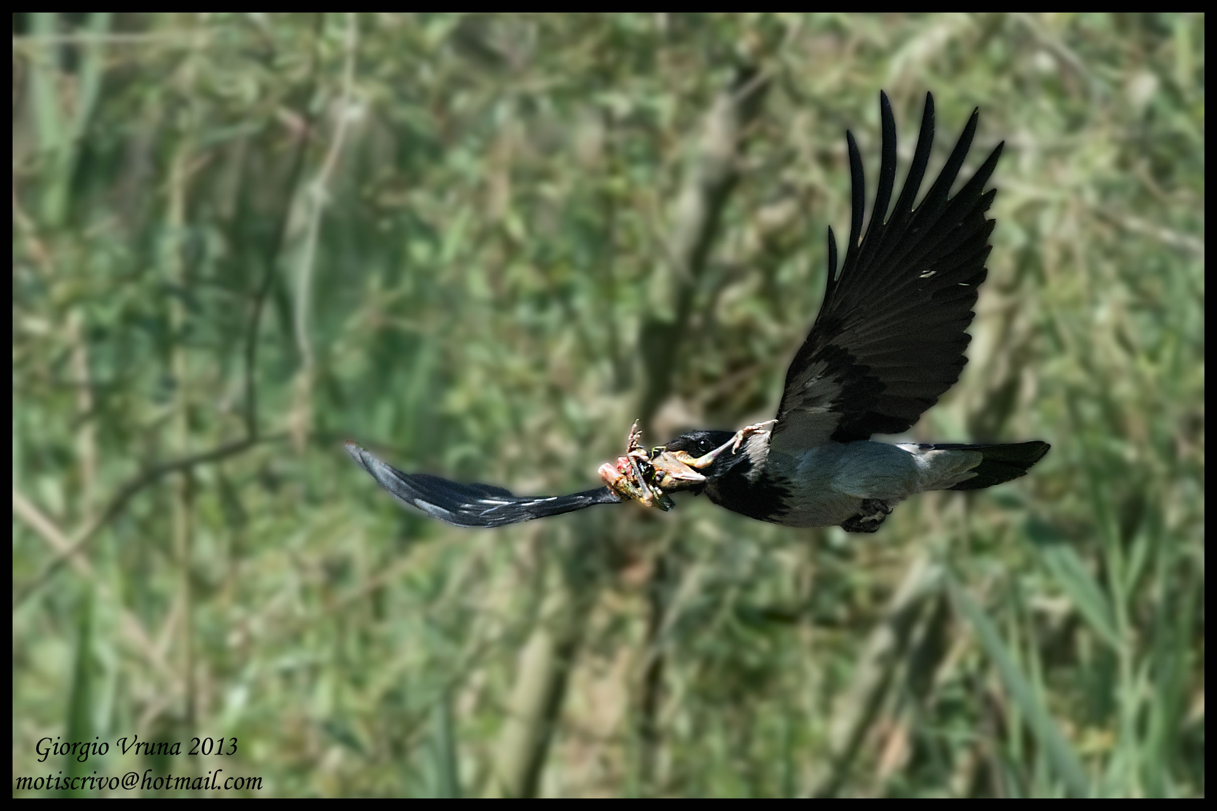 Crow with prey...