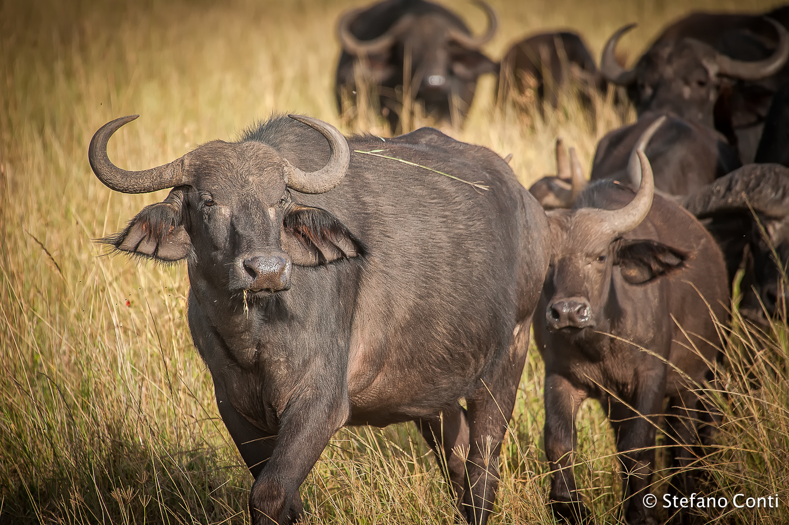Buffalo in Tanzania...