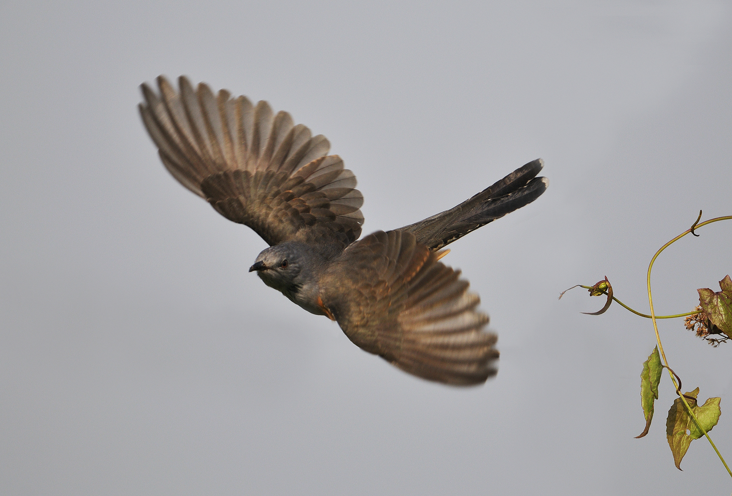 Plaintive Cuckoo...