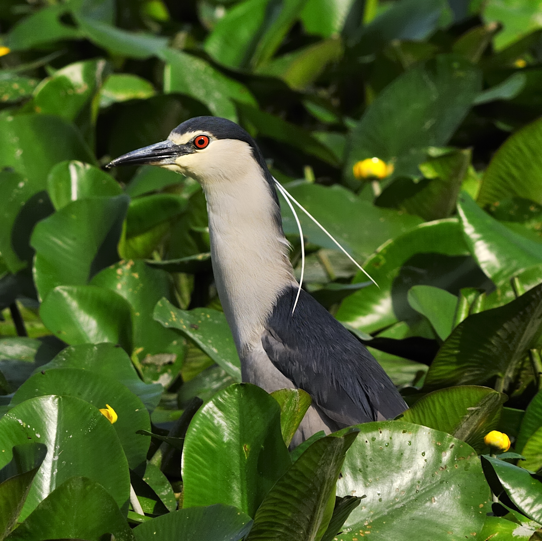 Night Heron on a green background...