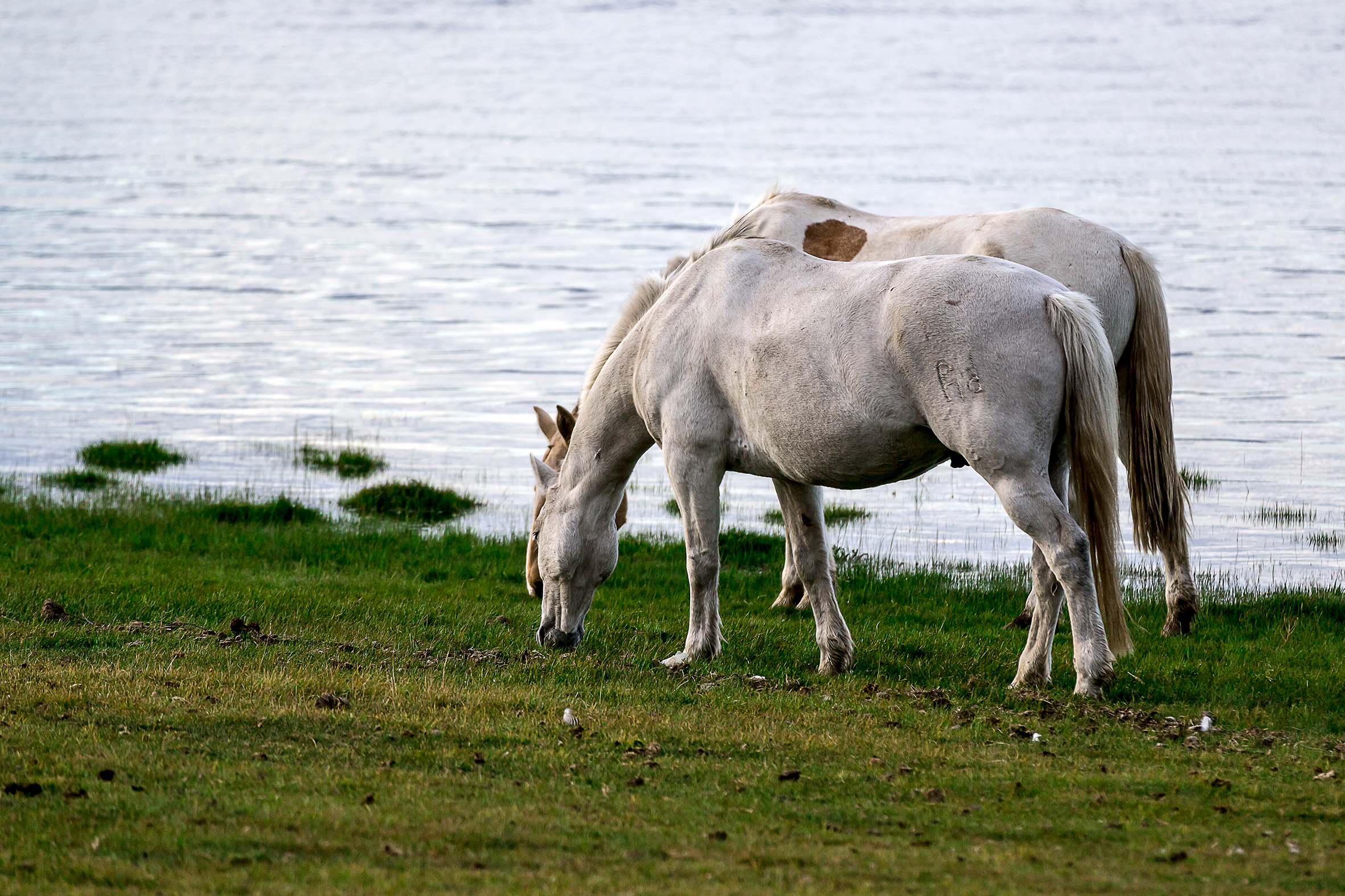 Grazing by the lake...