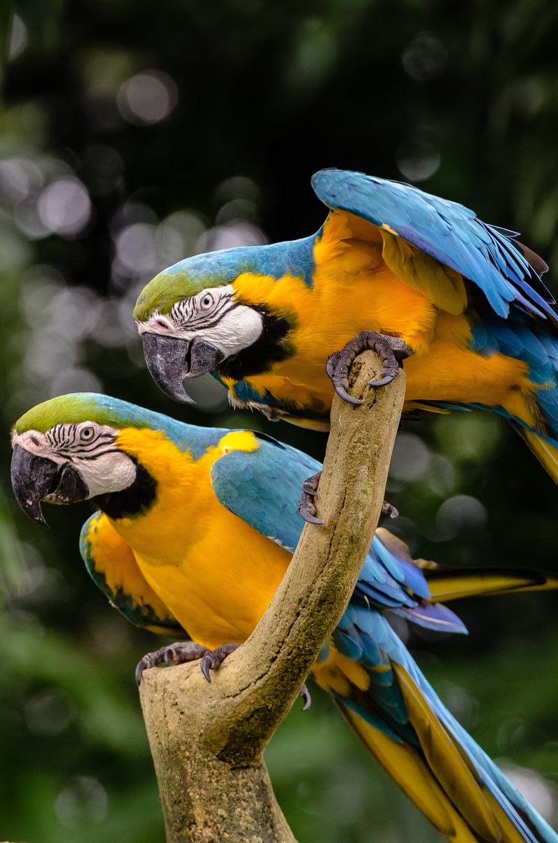 Singapore - Parrots from Jurong Bird Park...