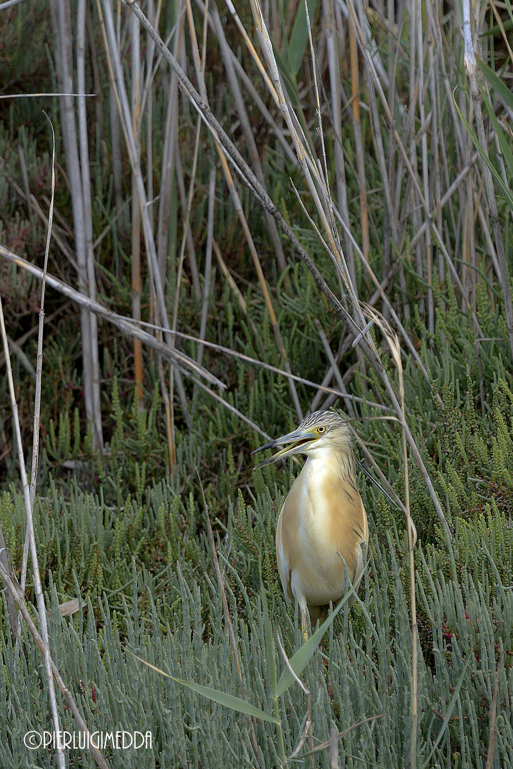 Sgarza ciuffetto Ardeola ralloides...