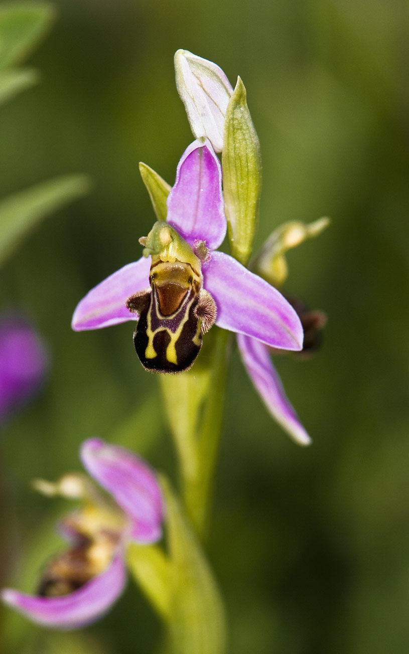 Orchid...
