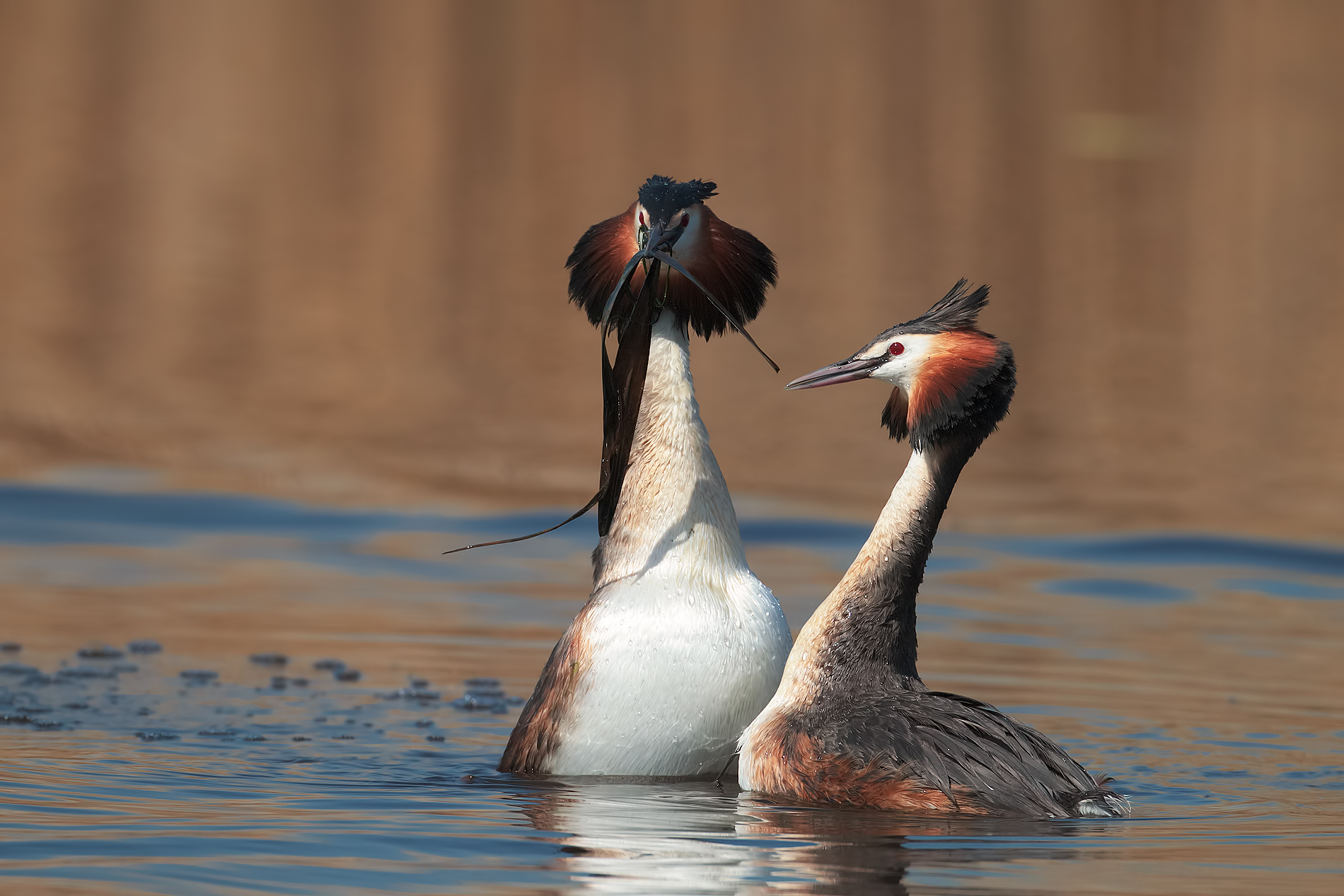 Great Crested Grebe: exchange of the gift of the couple...