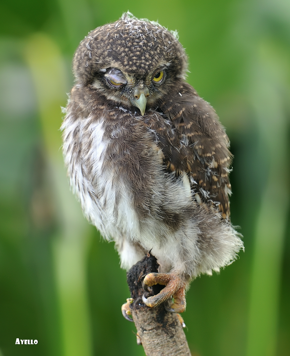 Asian Barred Owlet...