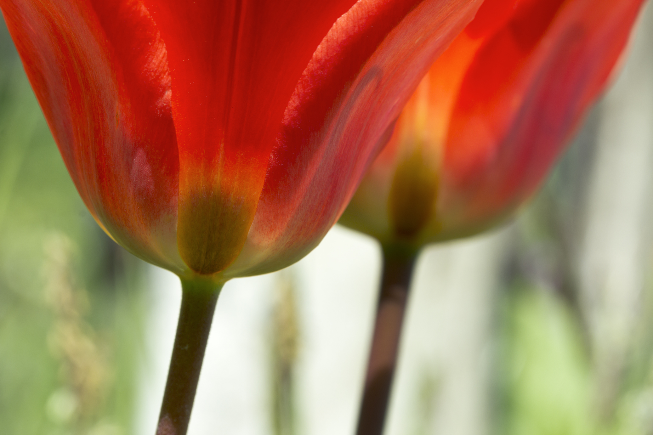 Red tulip...