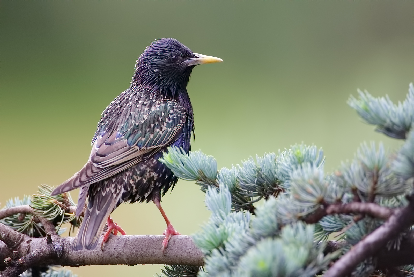 Starling (ISO 12800)...