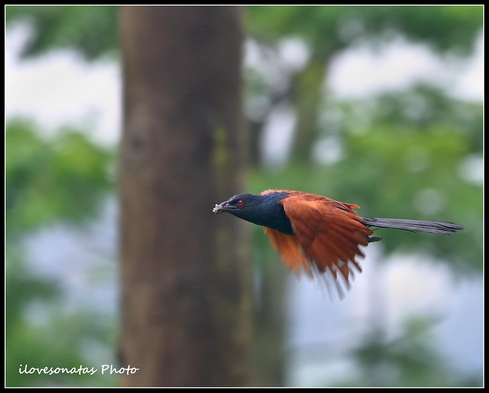 Maggiore Coucal in volo II...