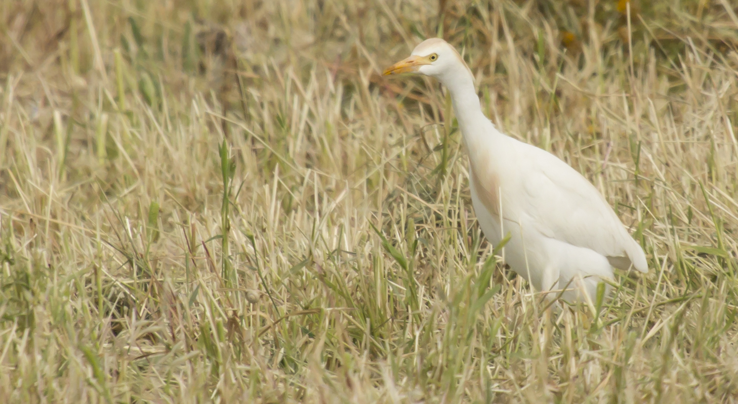 Great Egret (Ardea alba)...