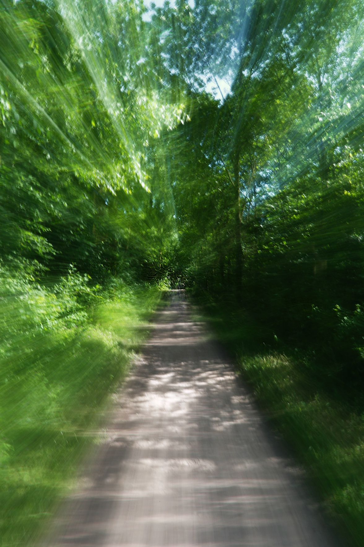 corsa nel bosco...