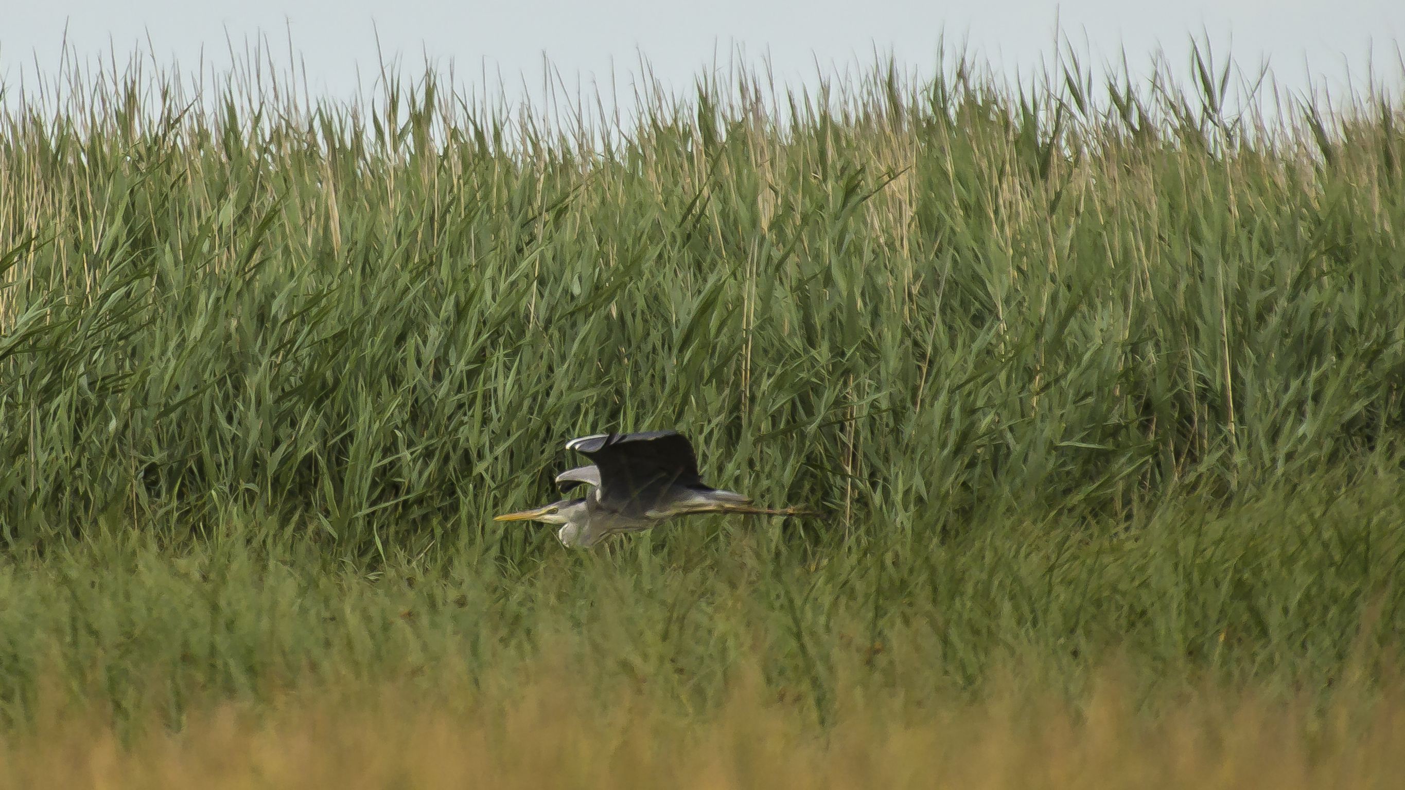 gray heron in the reeds...