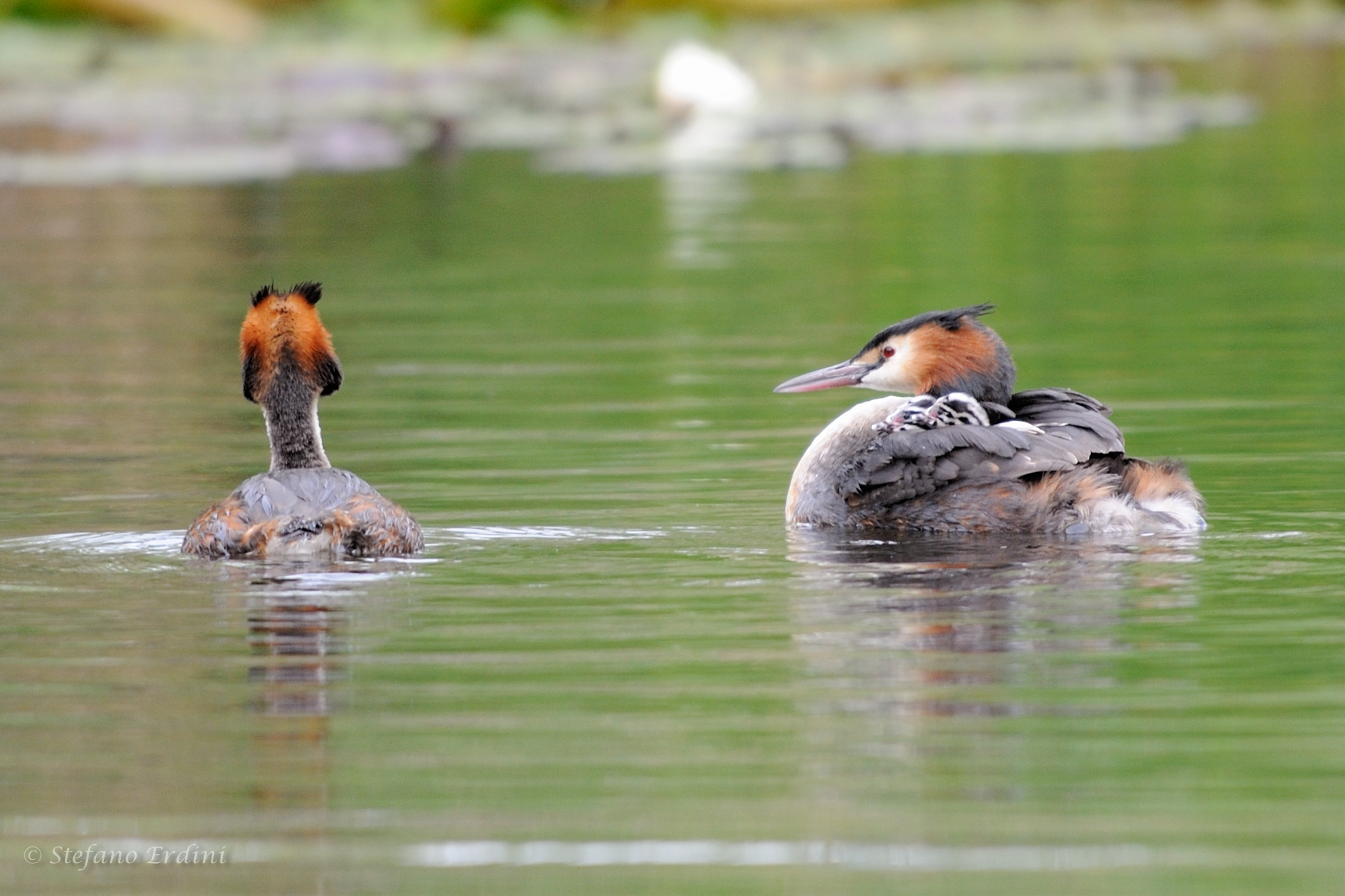 Pair of Great Crested Grebes with children...