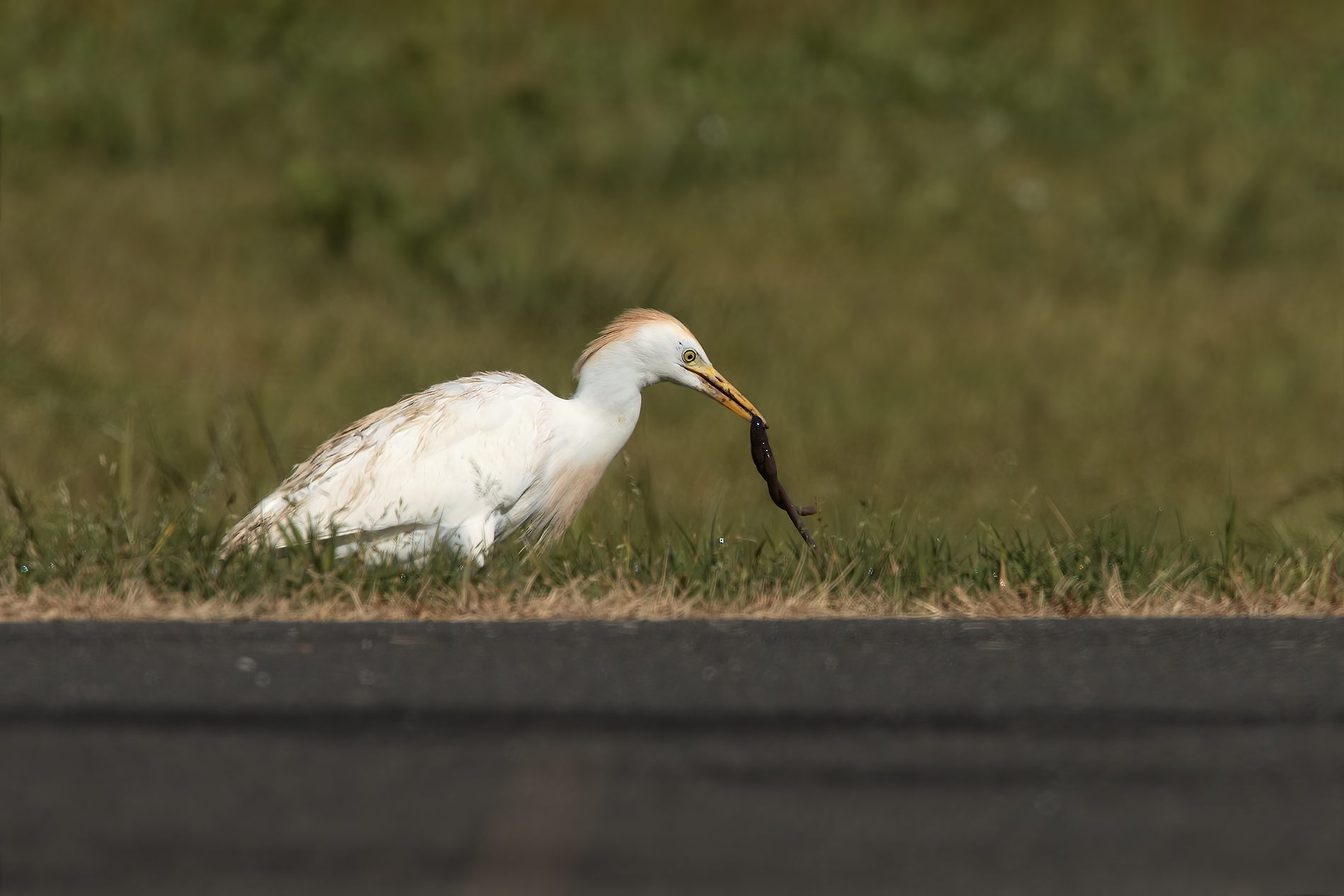 Egret with prey...