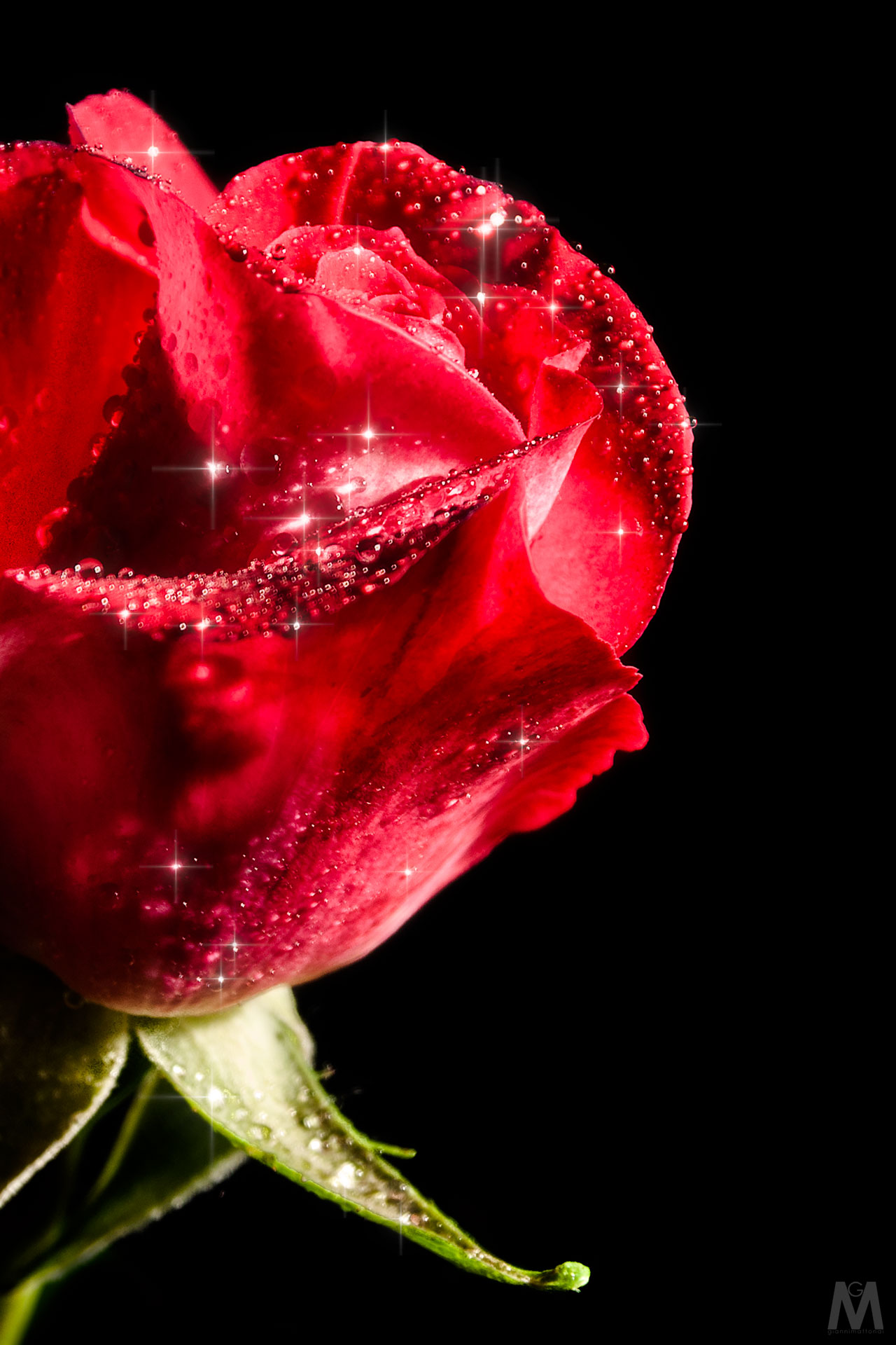 my sweet rose...