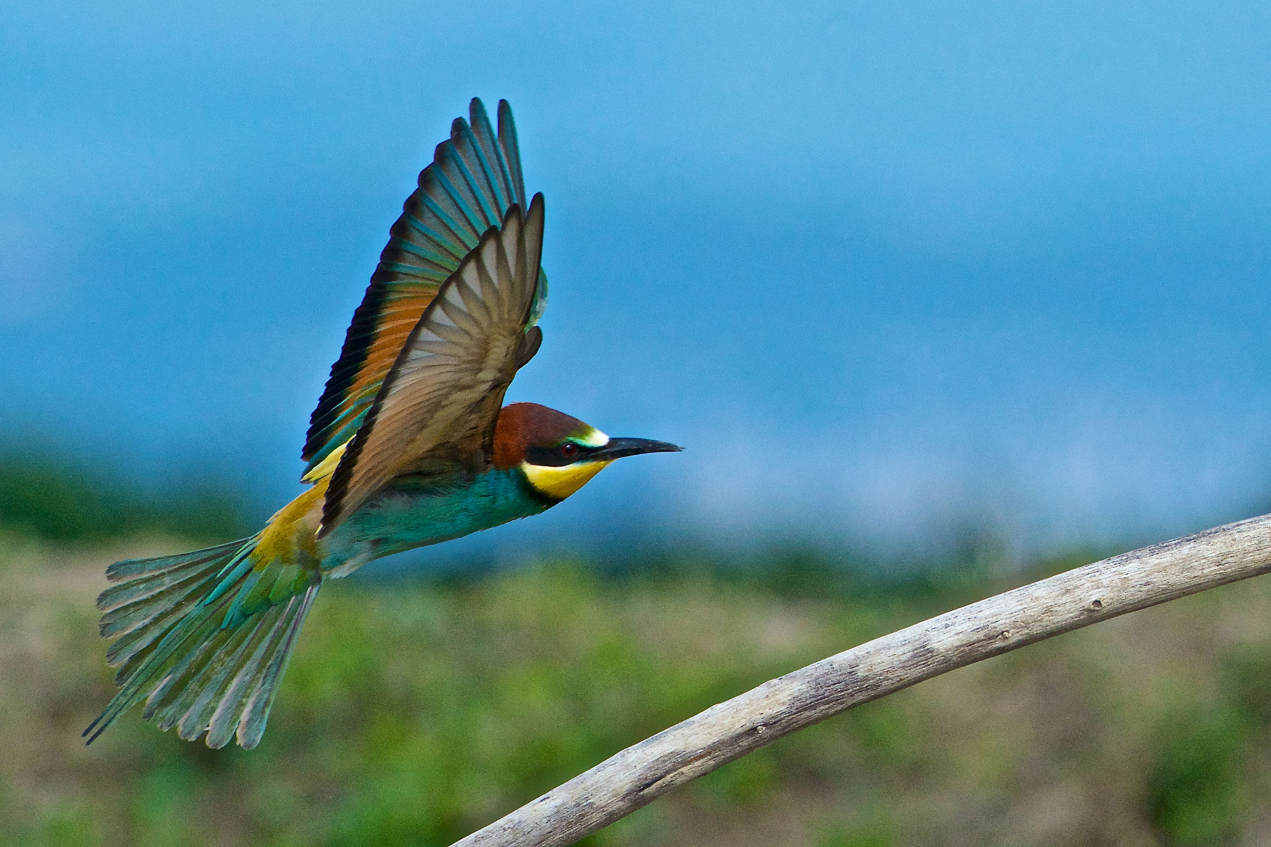 2013 Isola della Cona, bee-eaters...