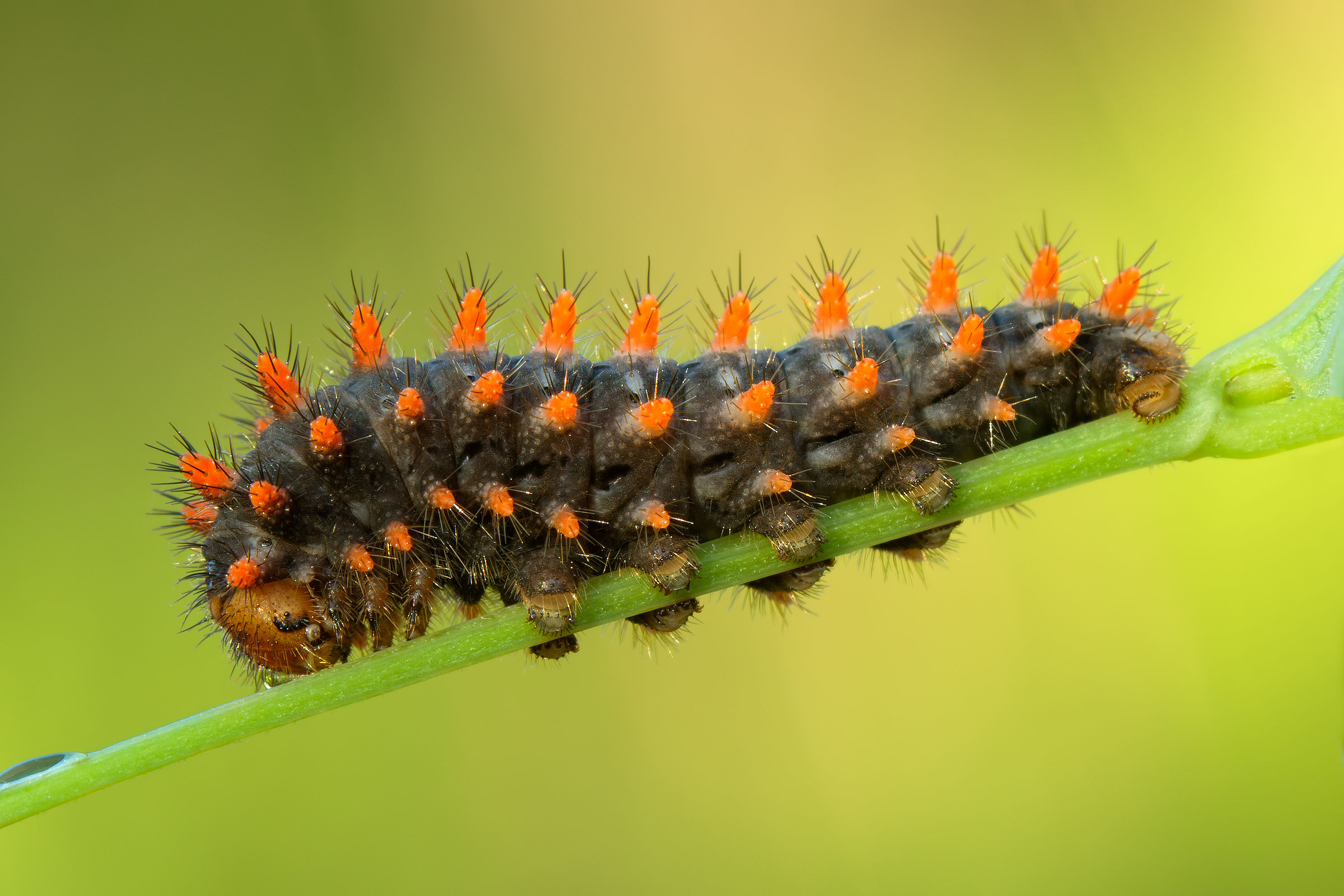 Caterpillar Zerynthia Cassandra...