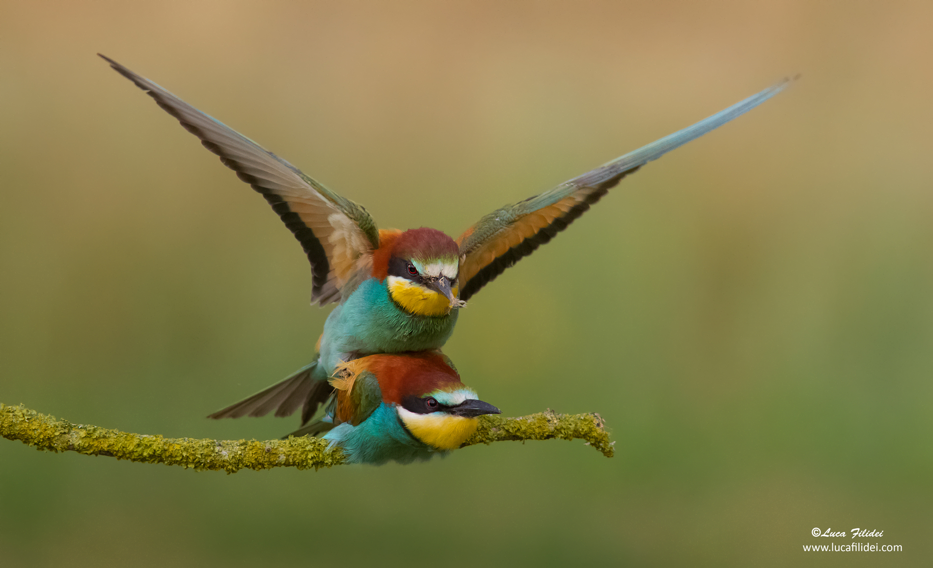 Bee-eaters in coupling...