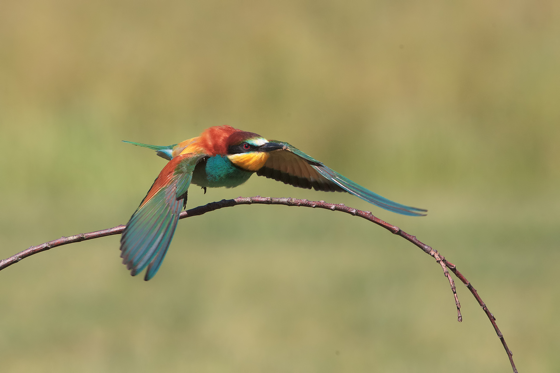 bee-eater: the detachment...