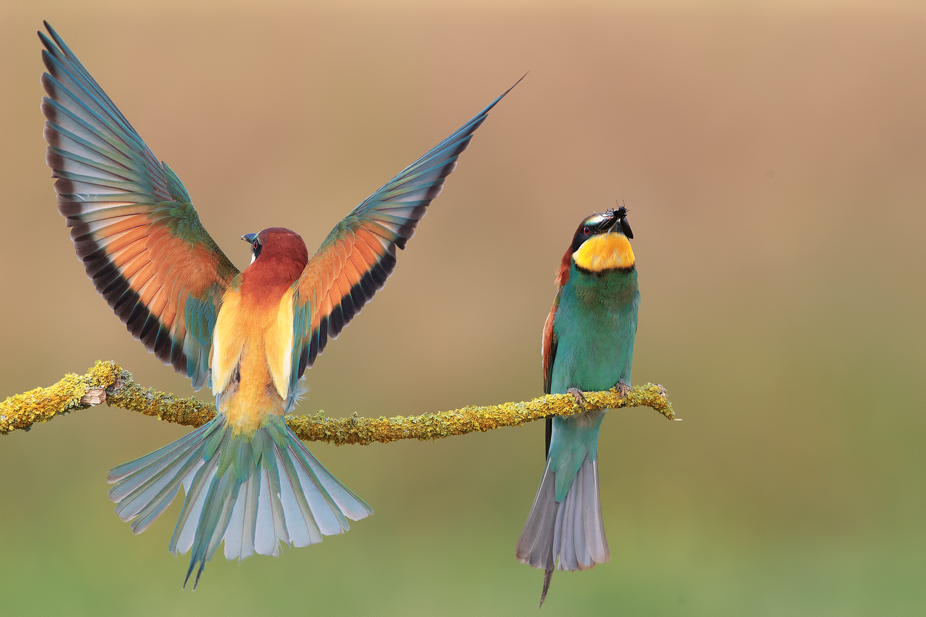 Bee-eater: the rainbow...