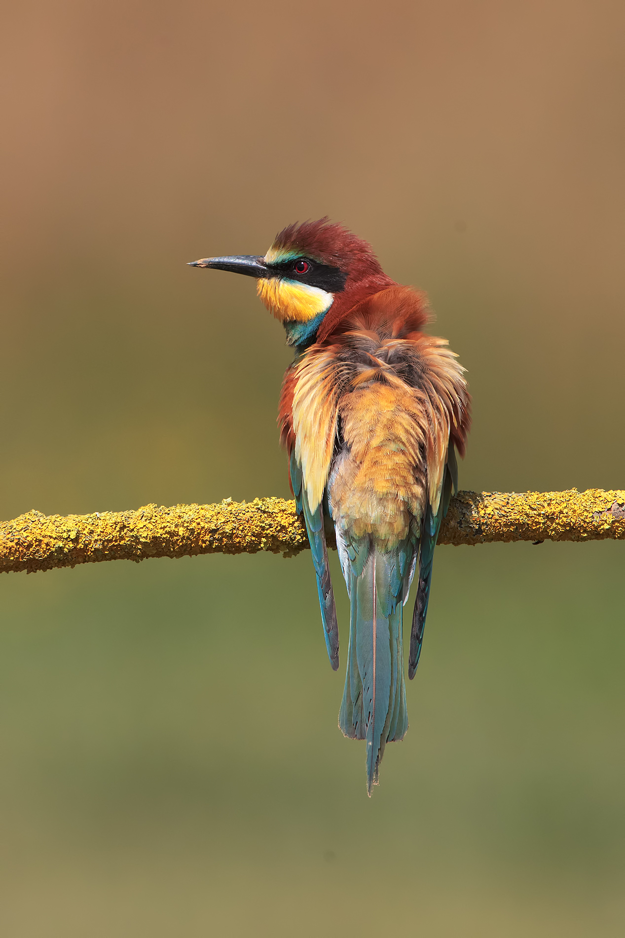 bee-eaters: the ruffled...