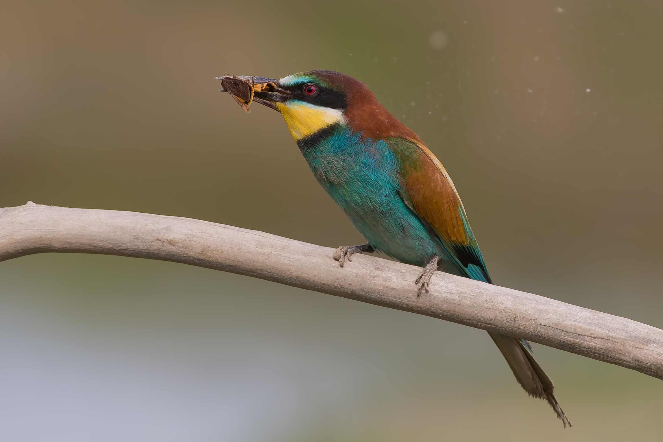 Bee-eater with moth...