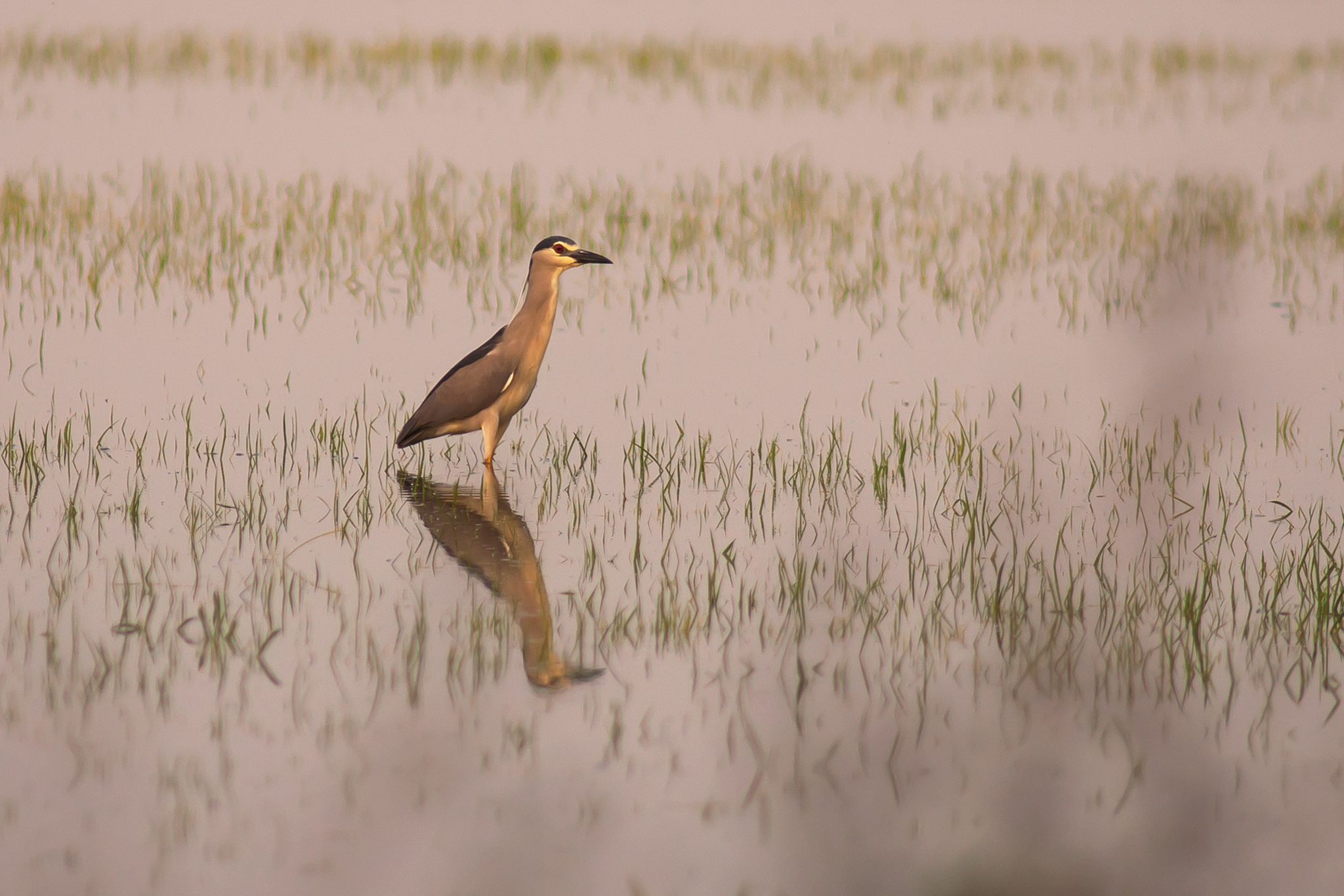 Night Heron...