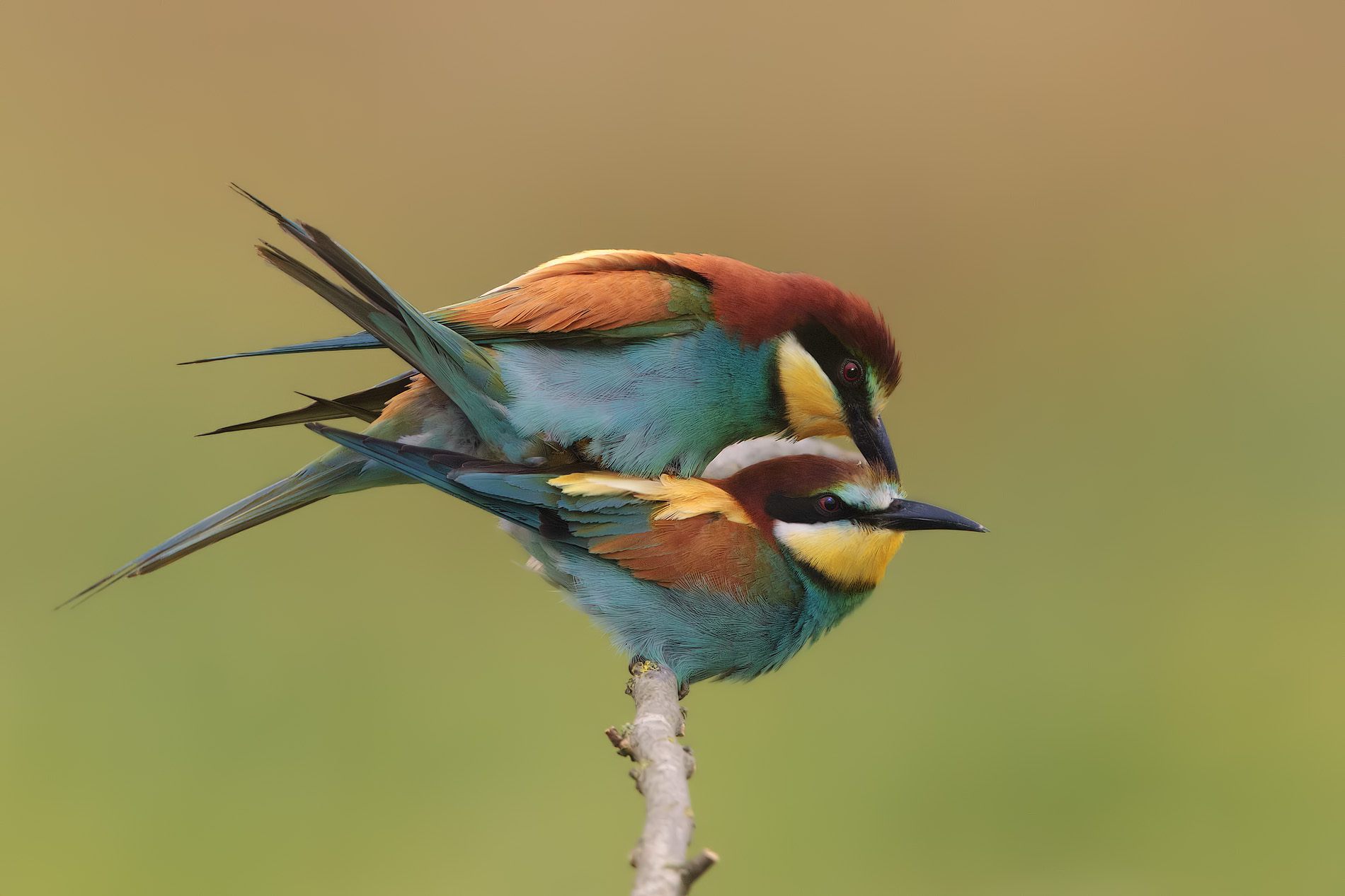 Bee-eaters: The coupling...