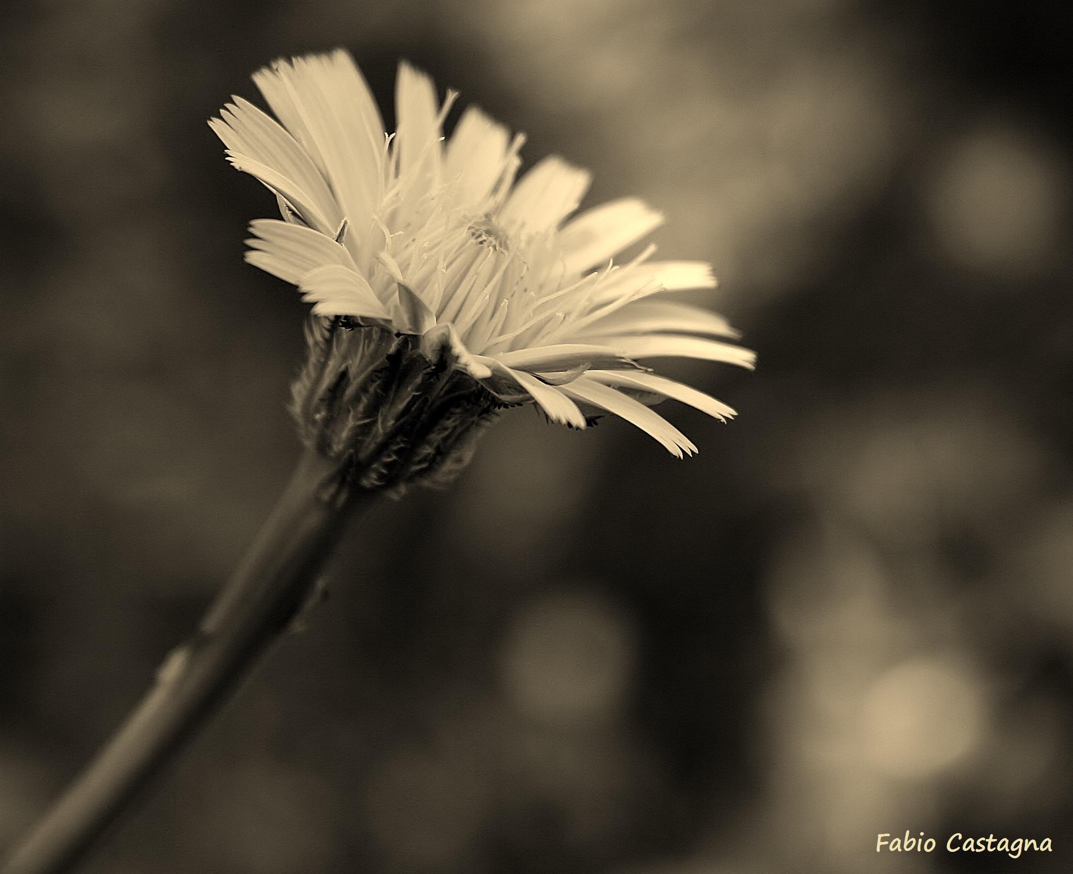 Old flower...