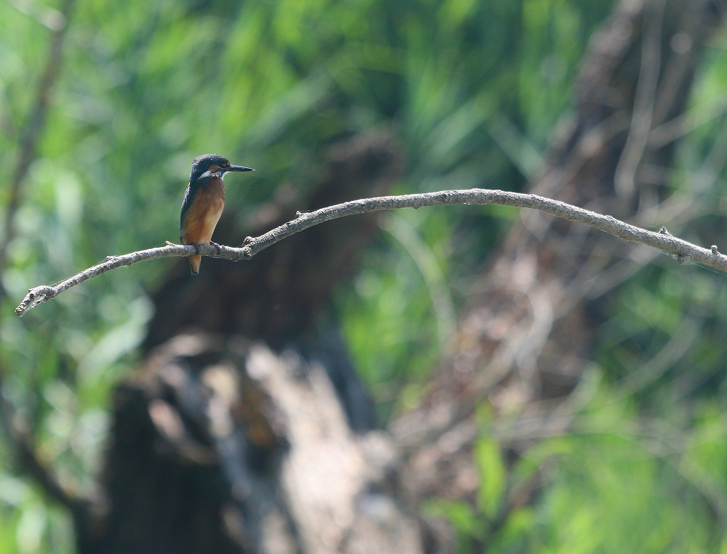 my first kingfisher...