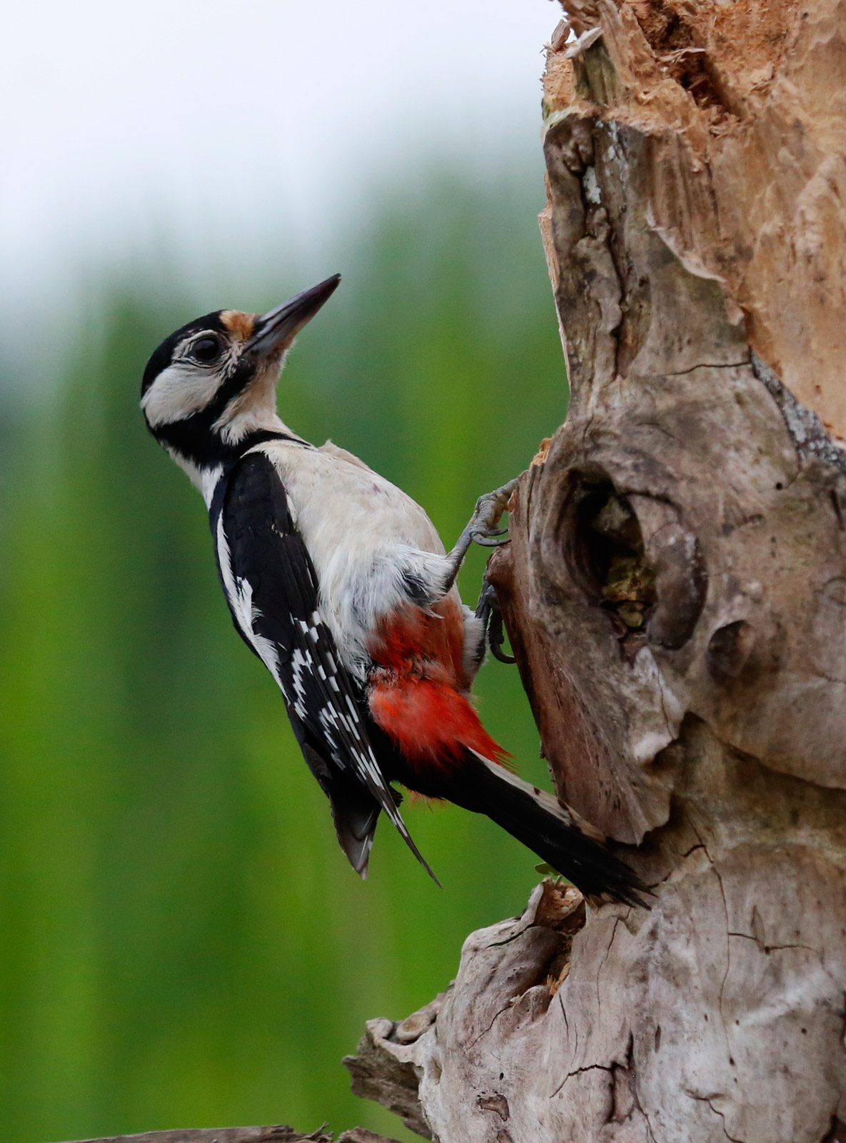woodpecker greater female...