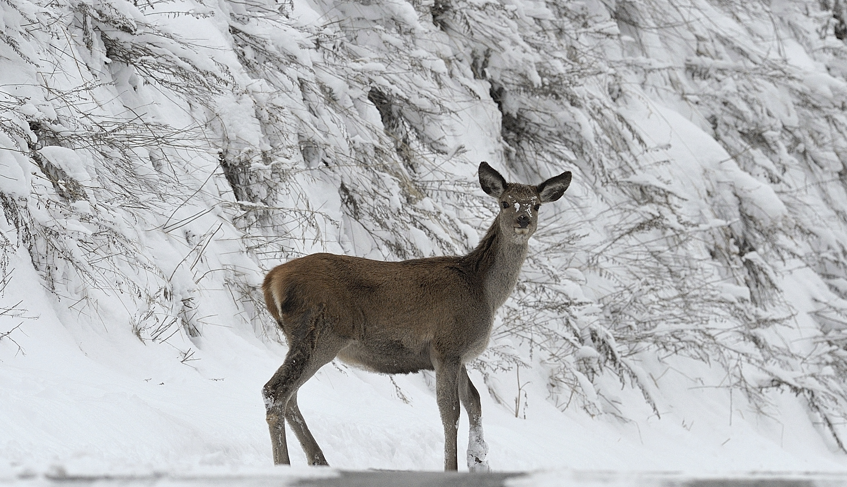 young deer that addresses the first winter...