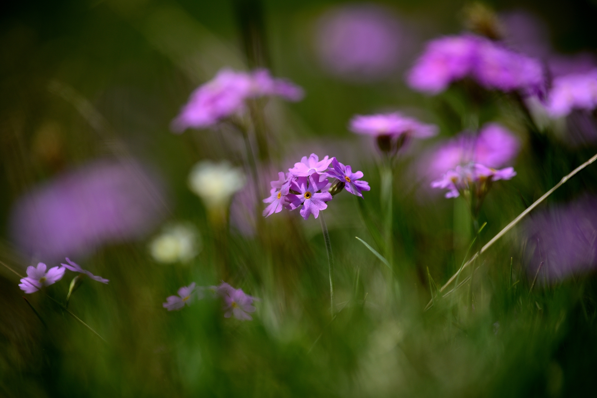 primula farinosa...