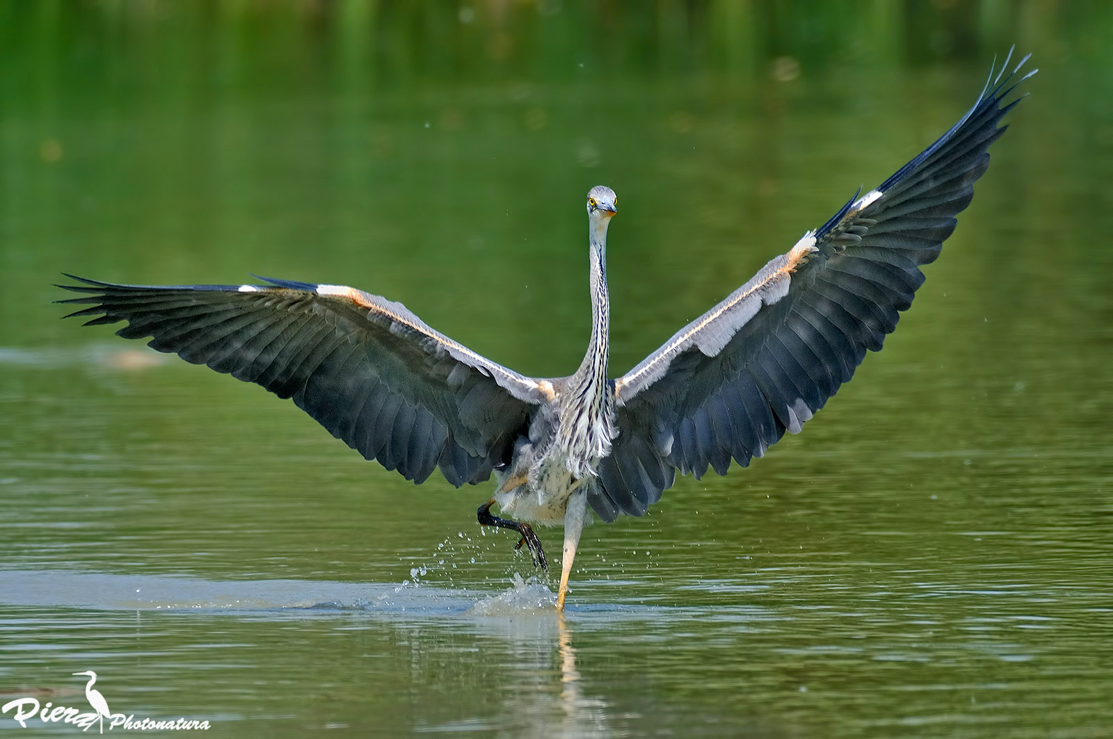 Grey Heron...