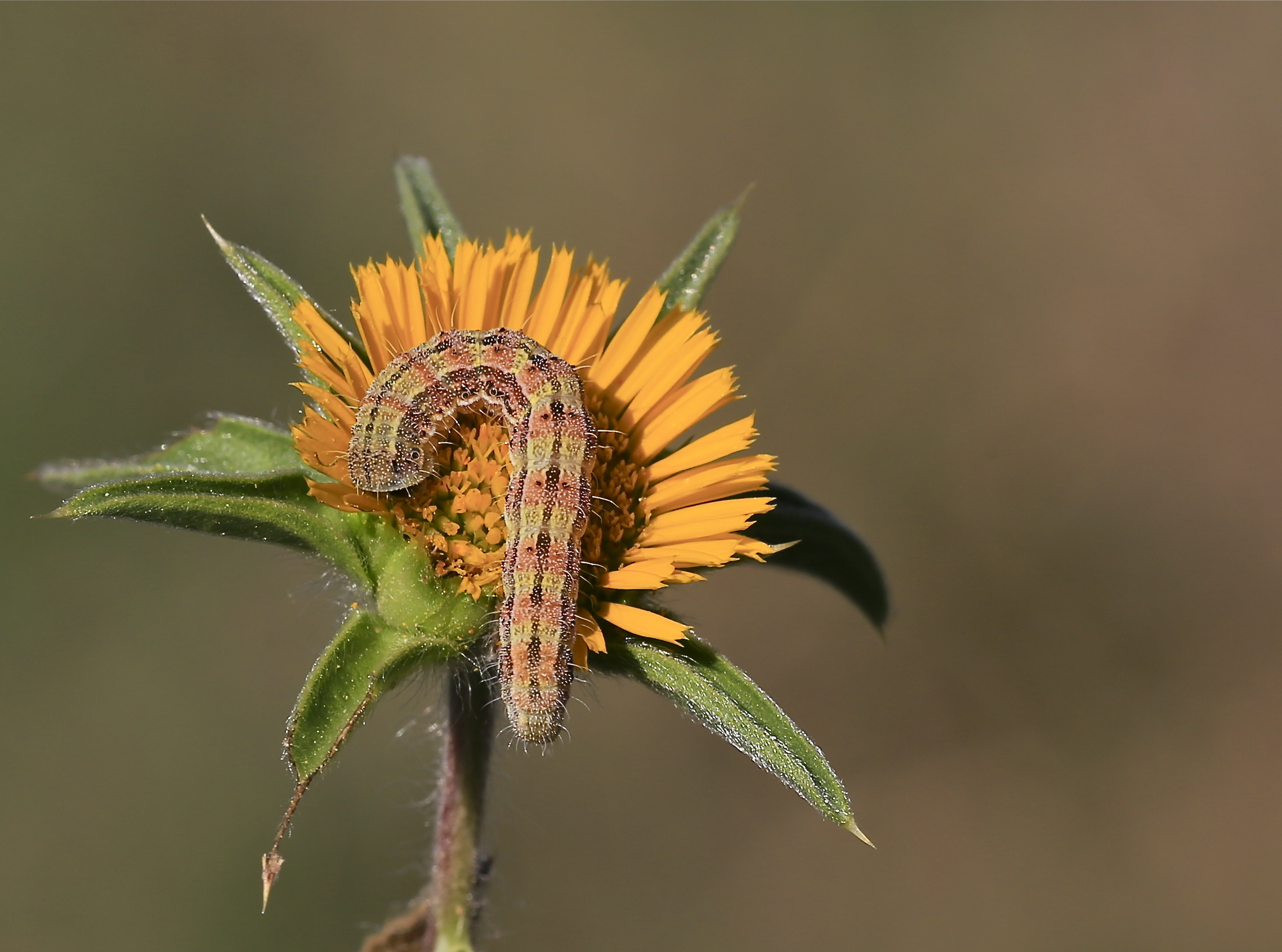 caterpillar in the sun 2...