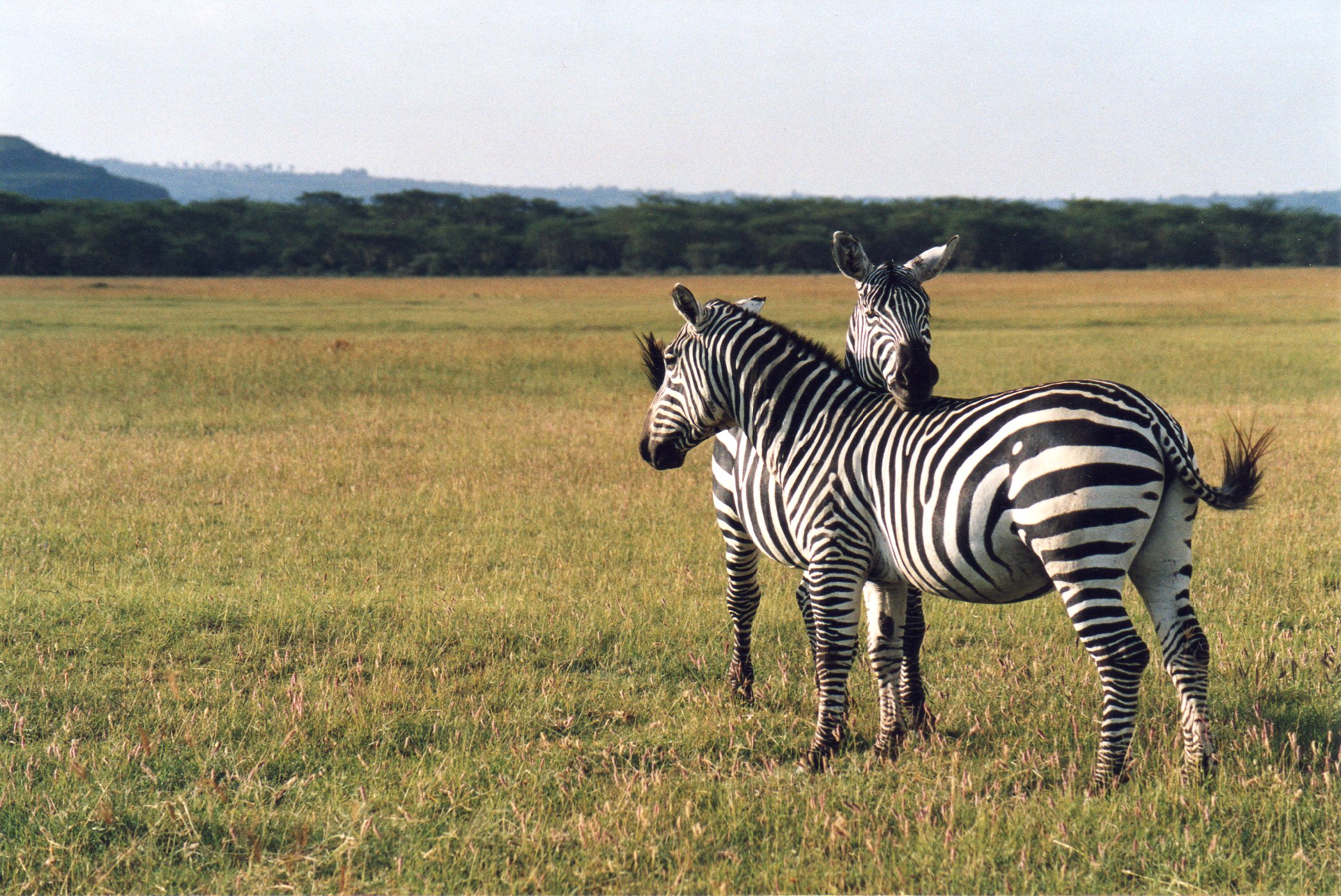 Zebras II...