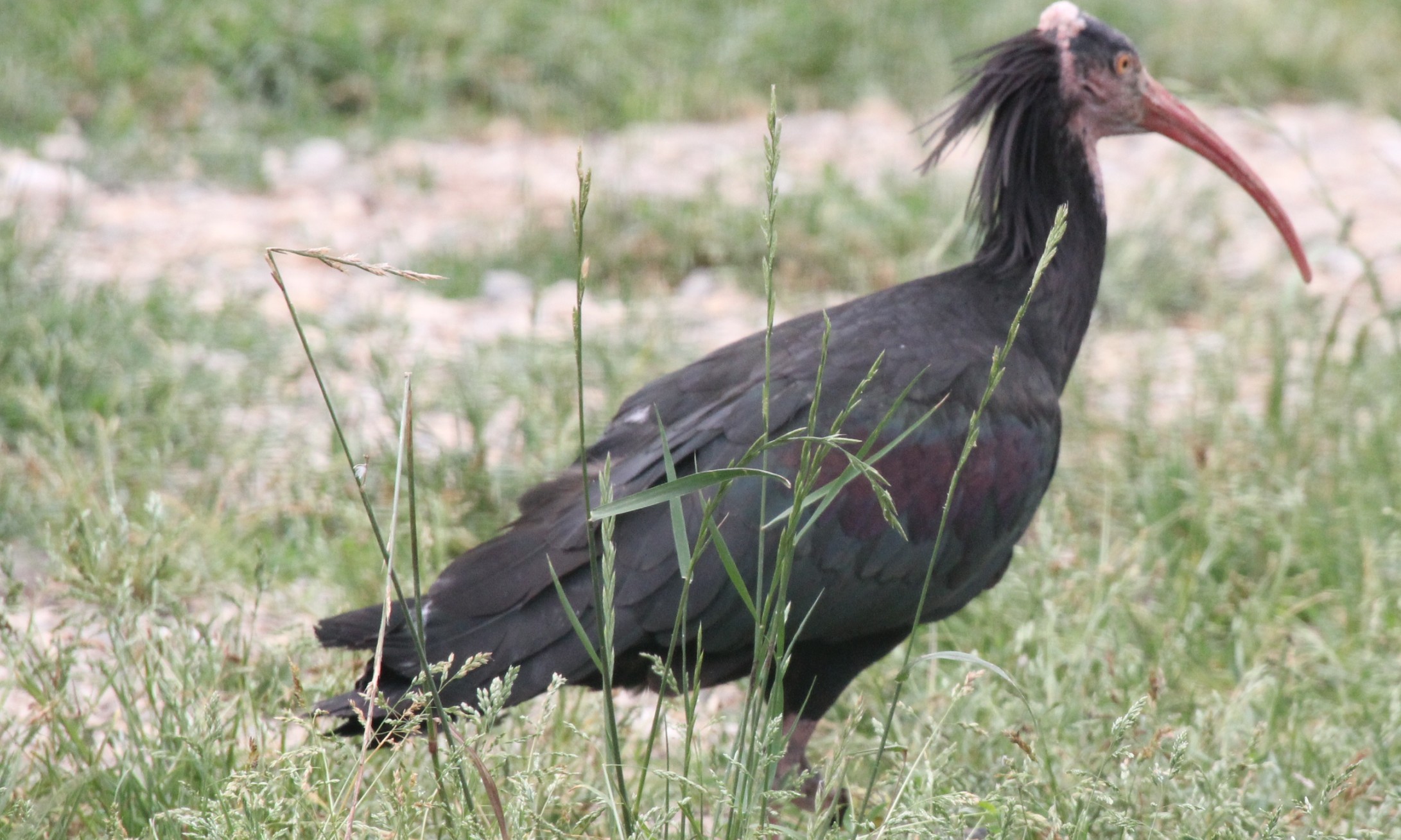 bald ibis...