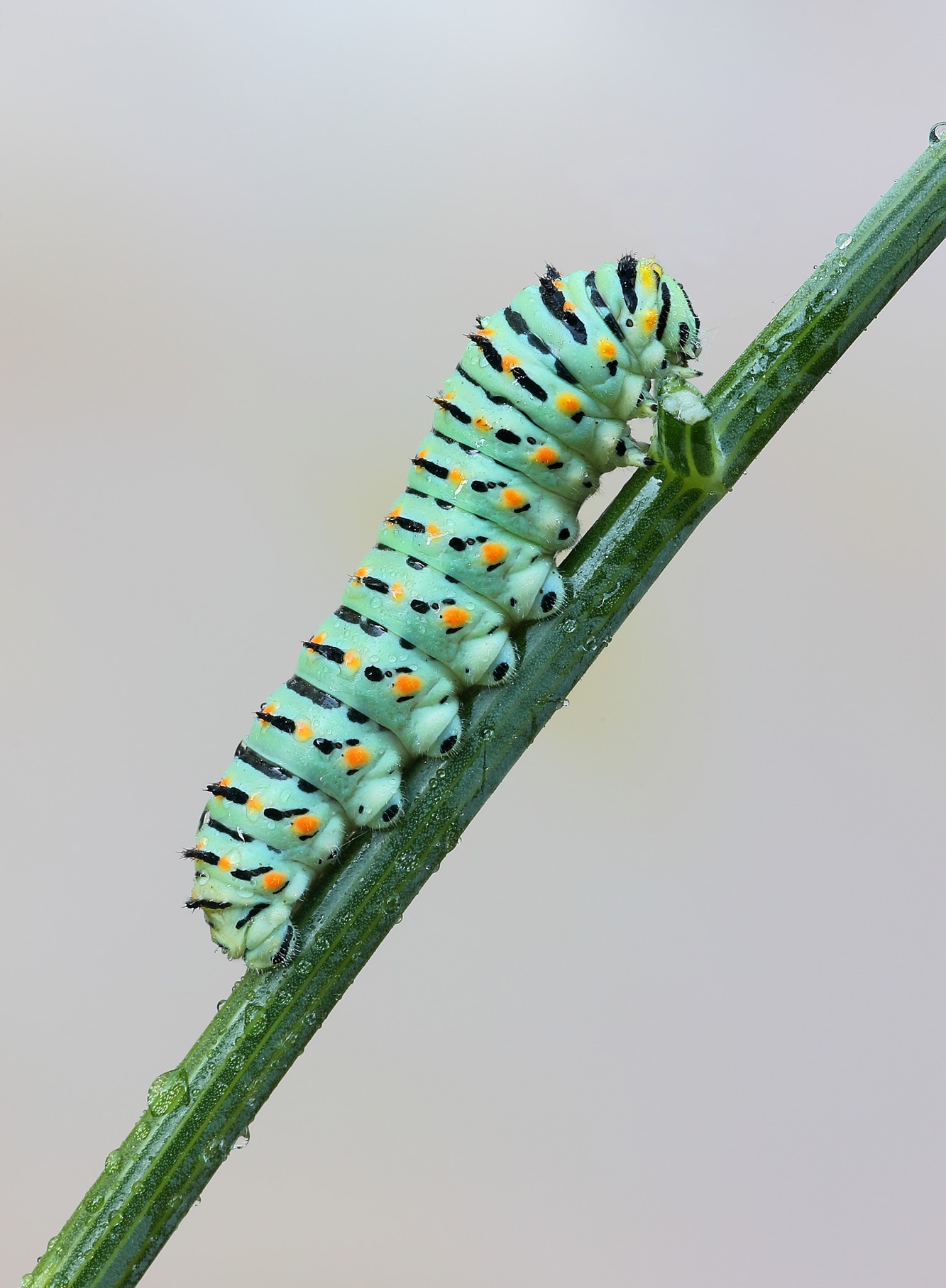 caterpillar of swallowtail ......