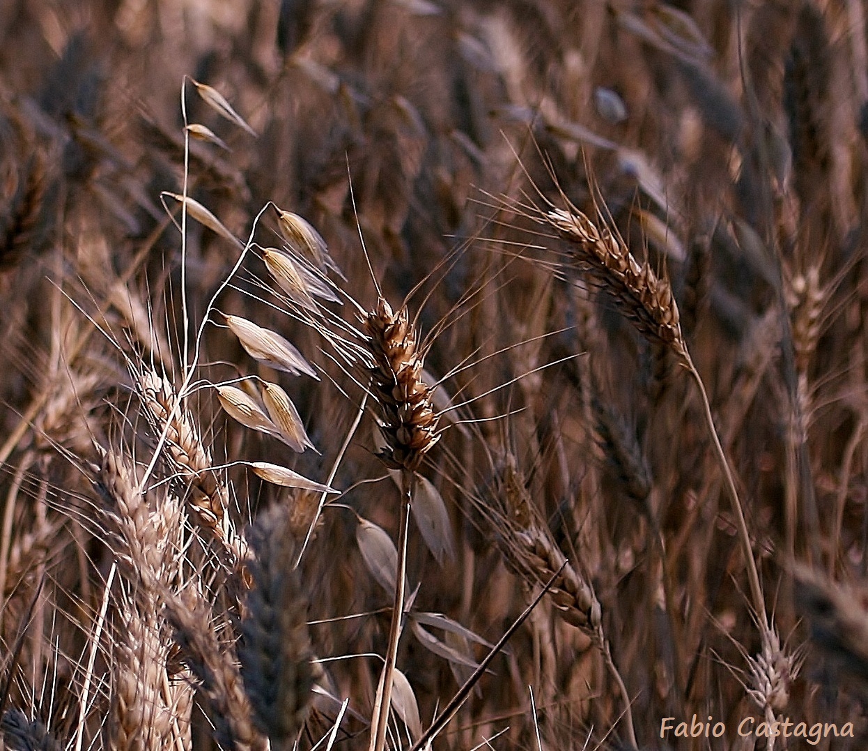 Grano maturo...