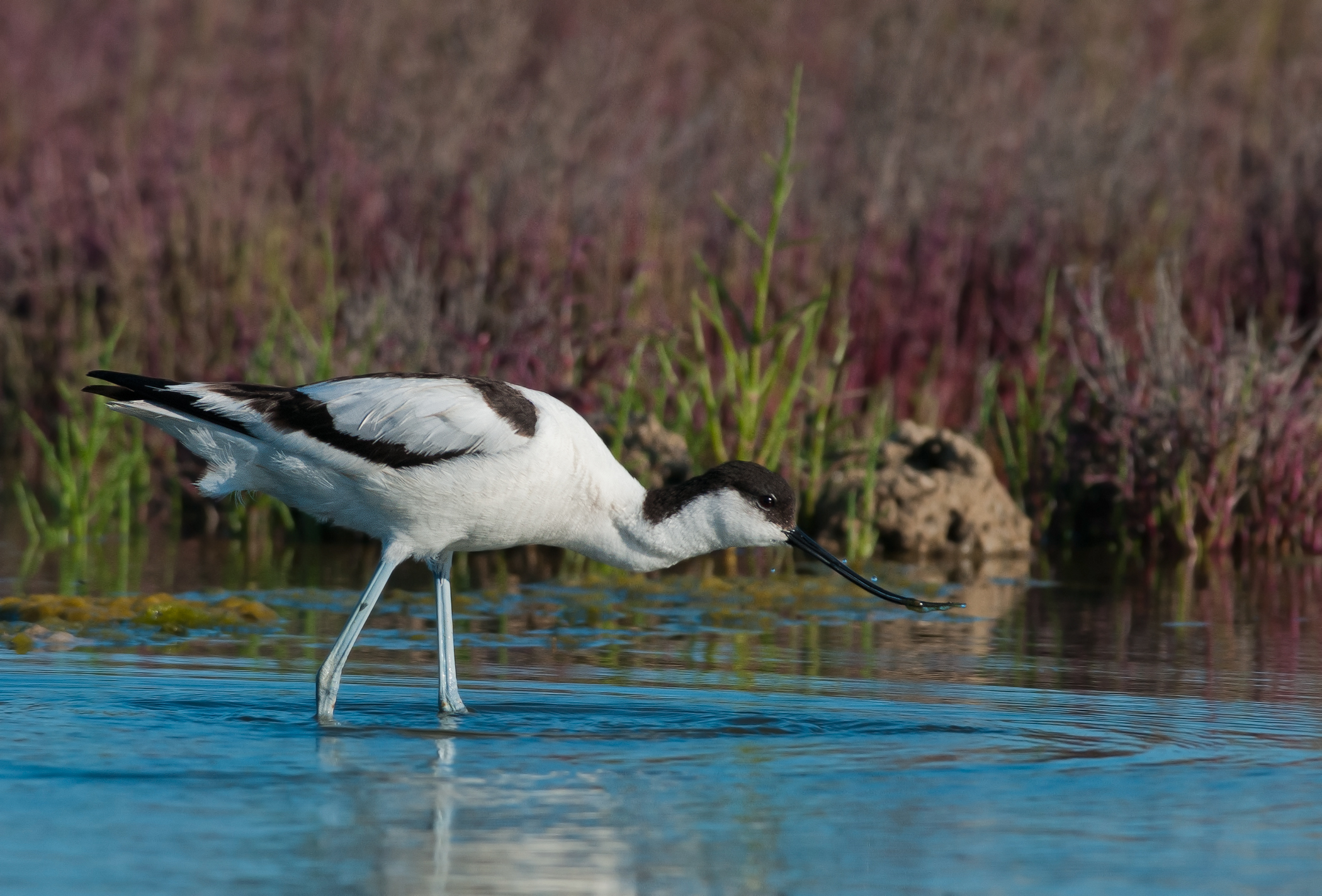 Avocet....