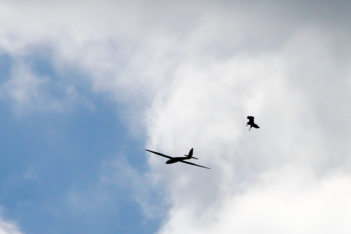 Raptor Vs glider...