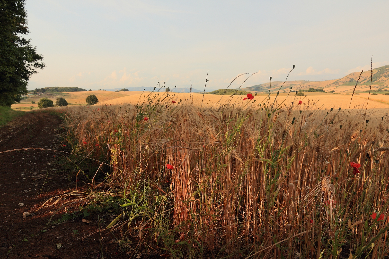 Field of wheat...