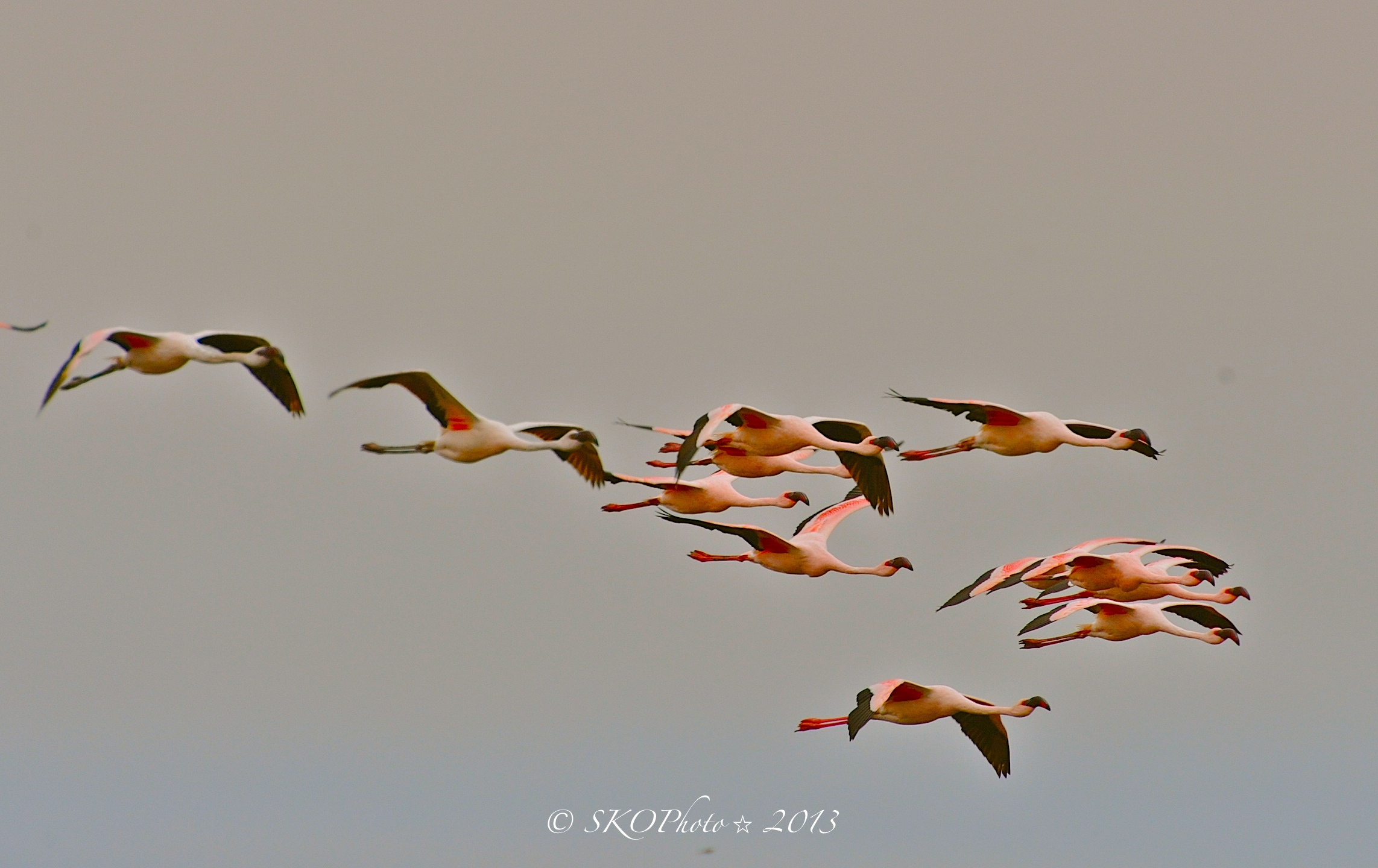 Flamingos in flight....