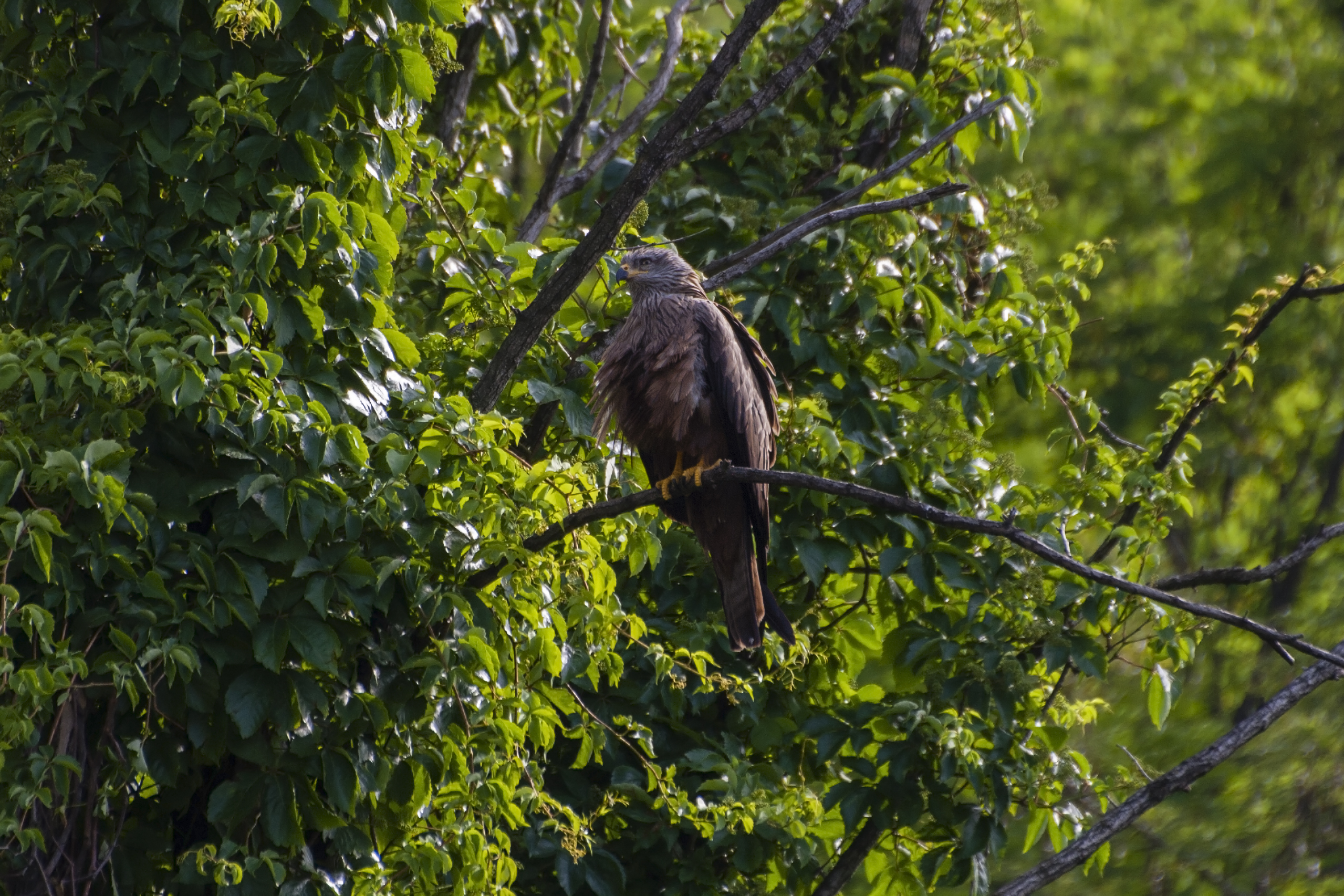 Milvus migrans (black kite)...