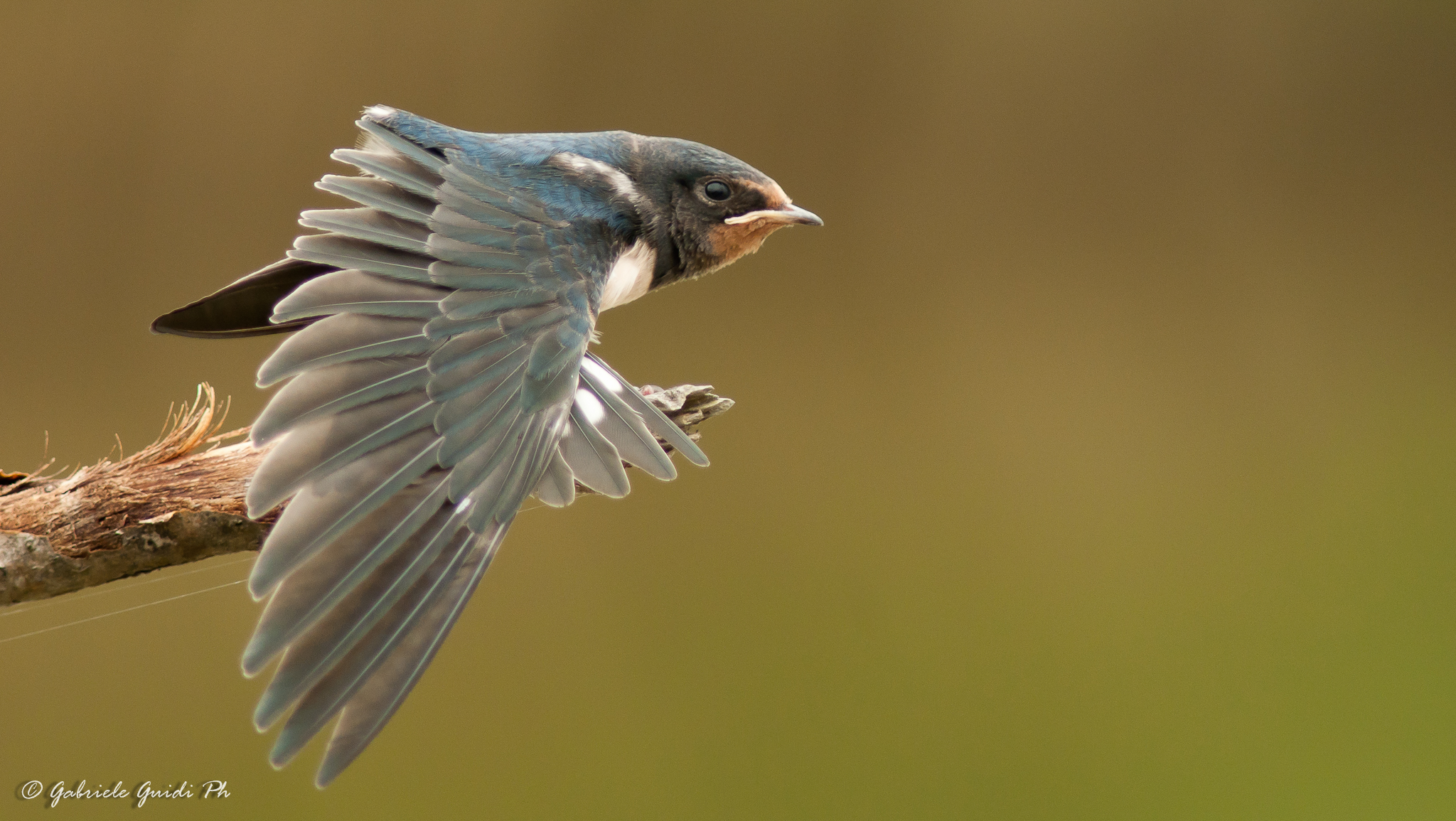 Wing stretched...