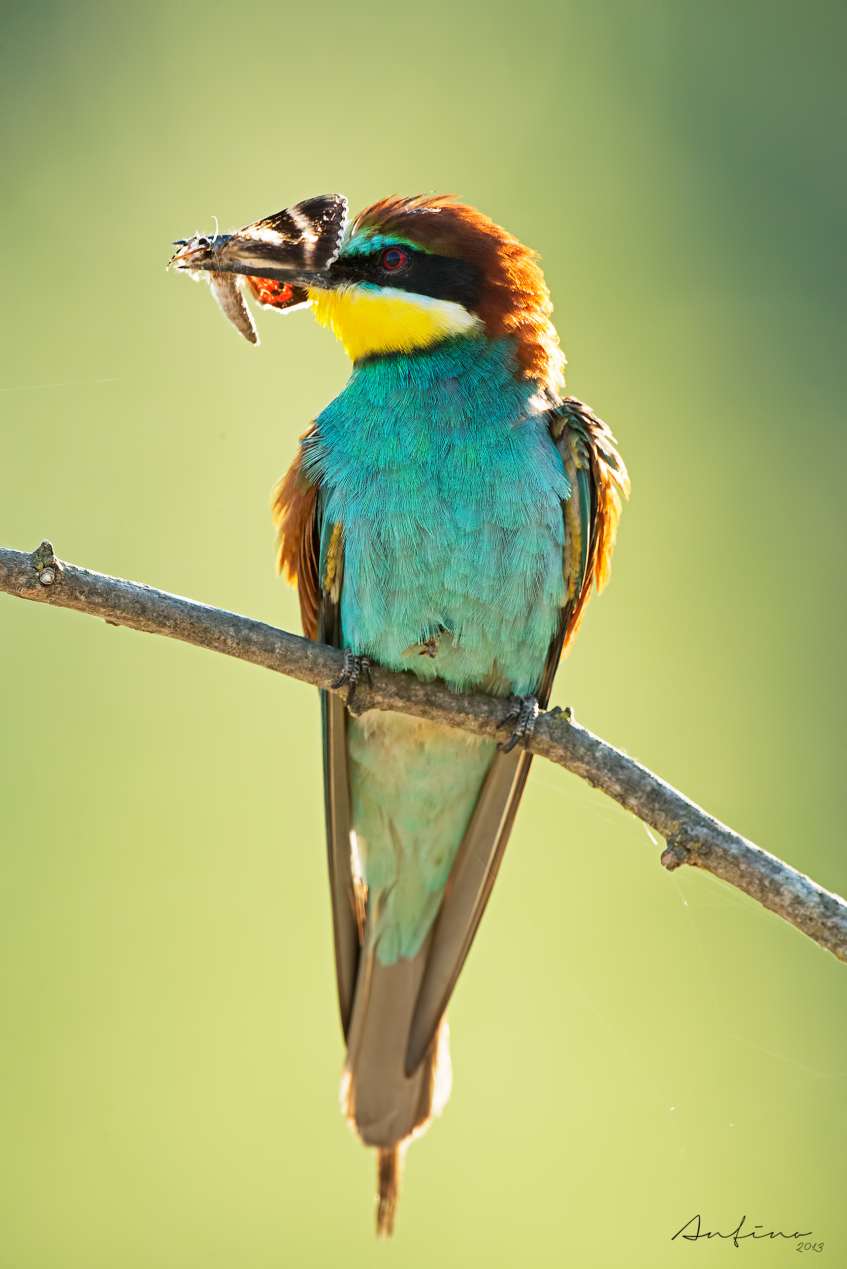 A bee-eater dawn...