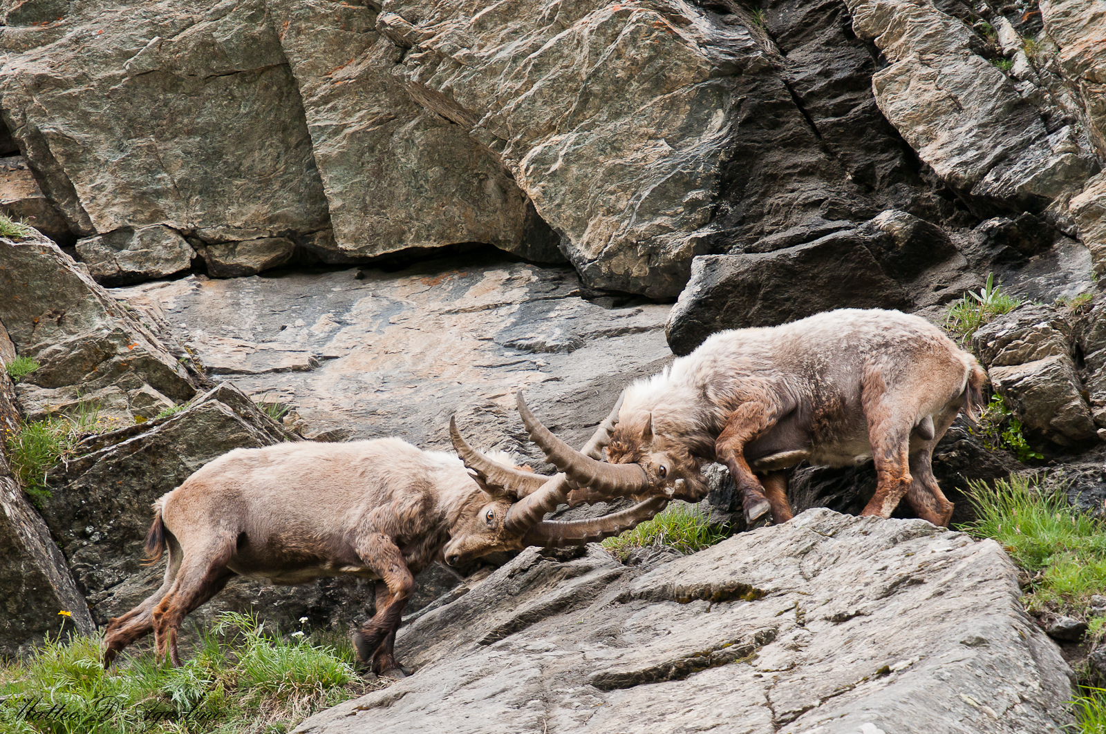 Ibex in fight...