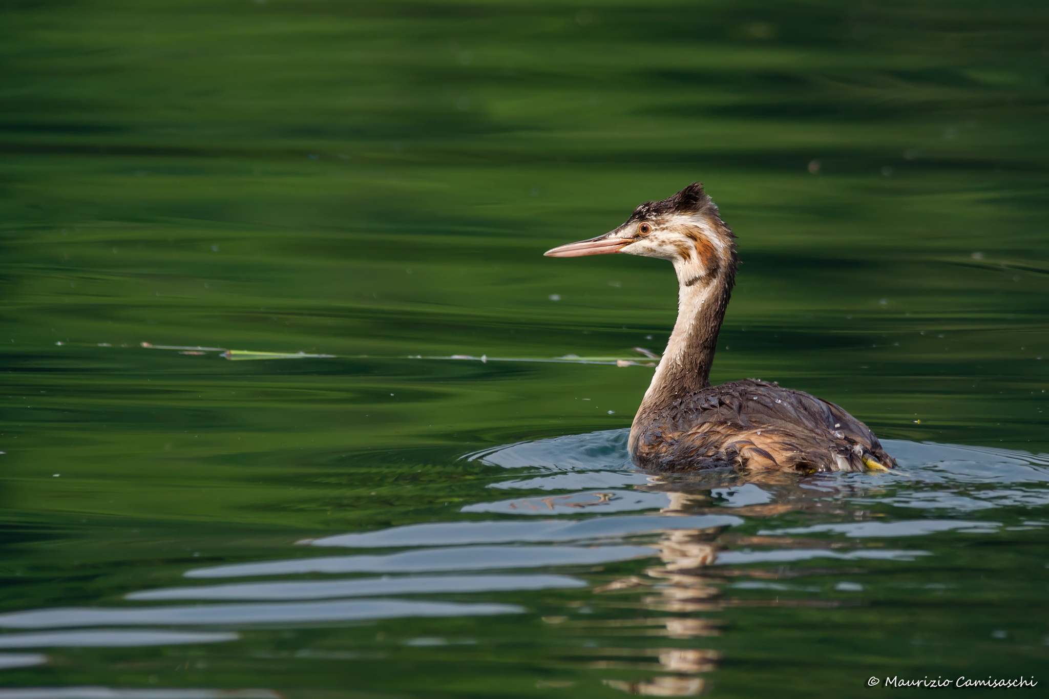 Young grebe...