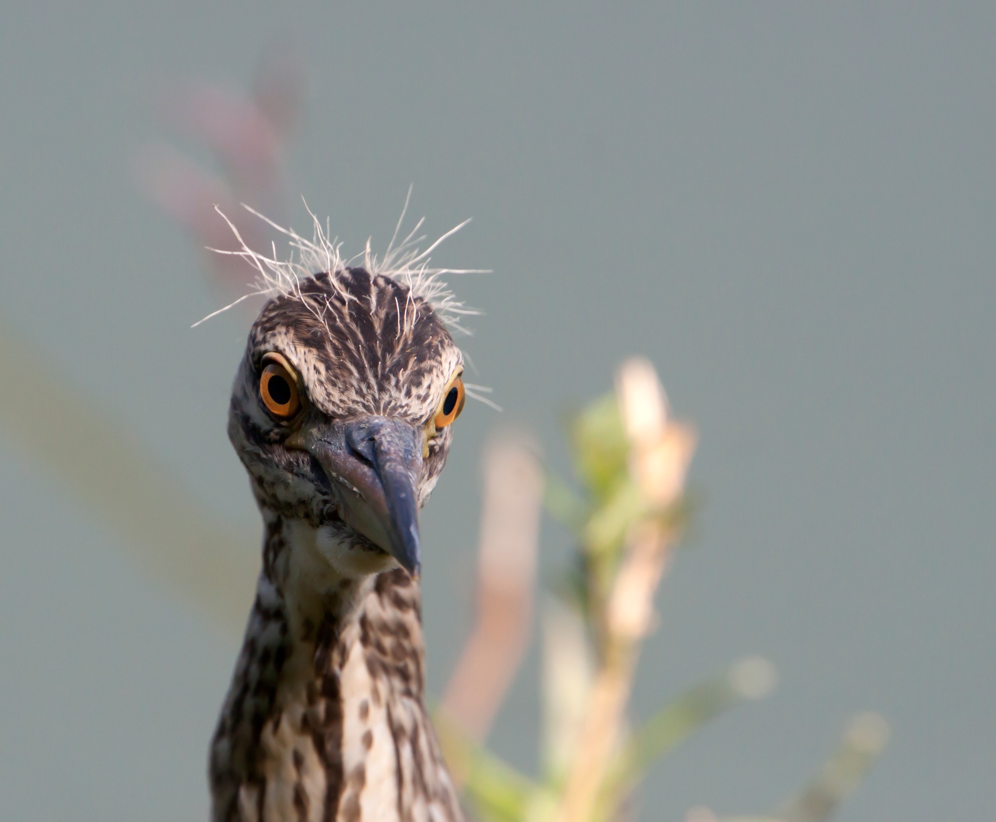 Young Black Crowned Night Heron - Portrait...