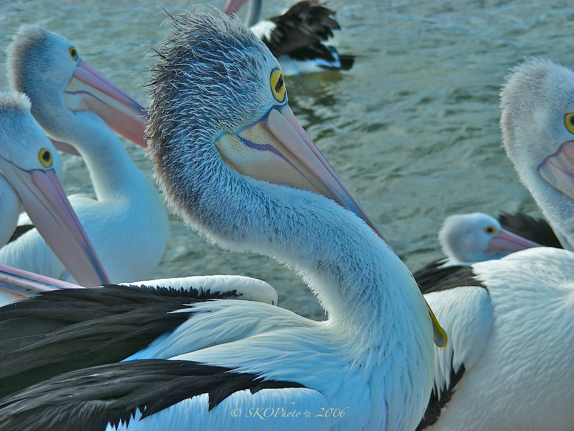 Kangaroo Island - Pelican Punk....